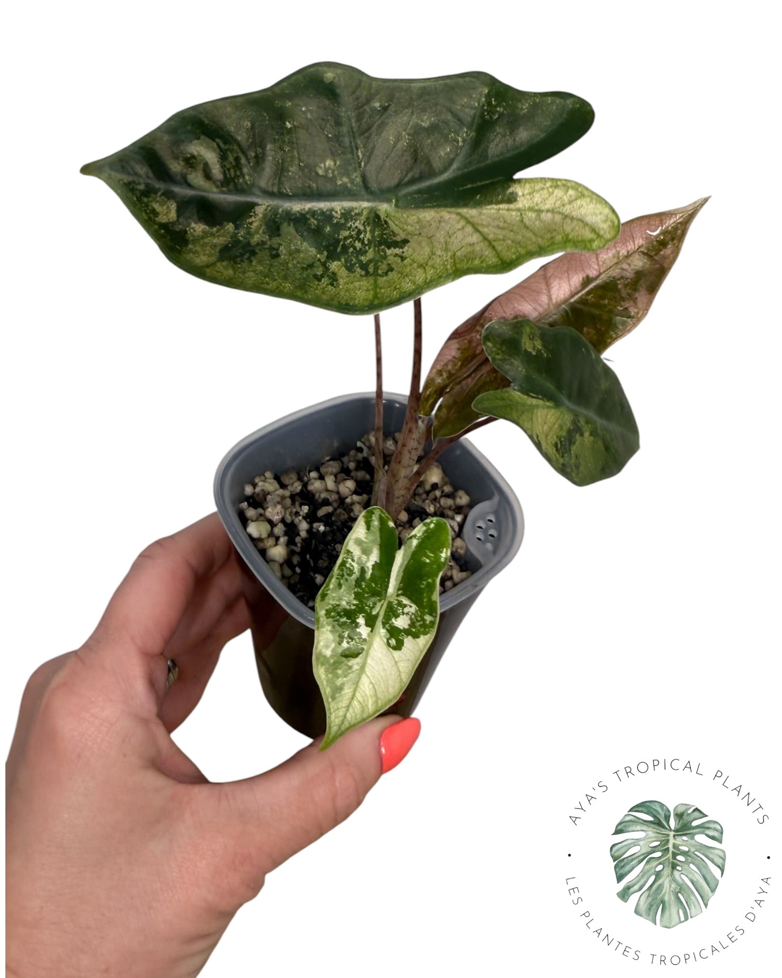 Alocasia Pseudo-Sanderiana Pink Variegated