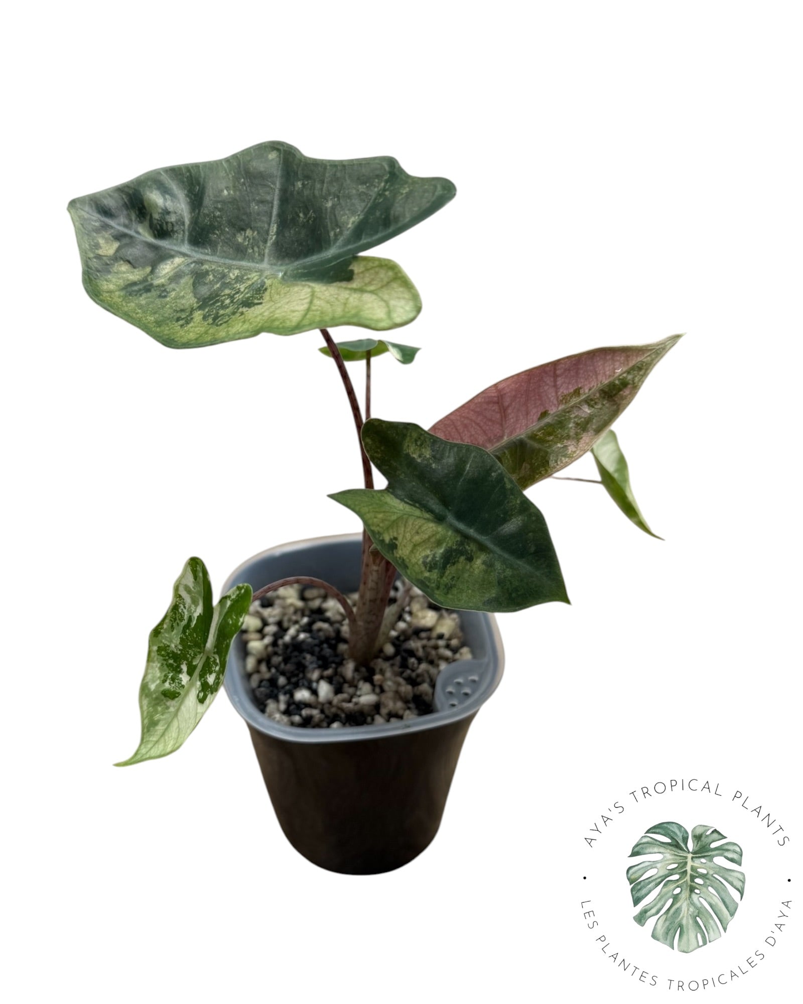 Alocasia Pseudo-Sanderiana Pink Variegated