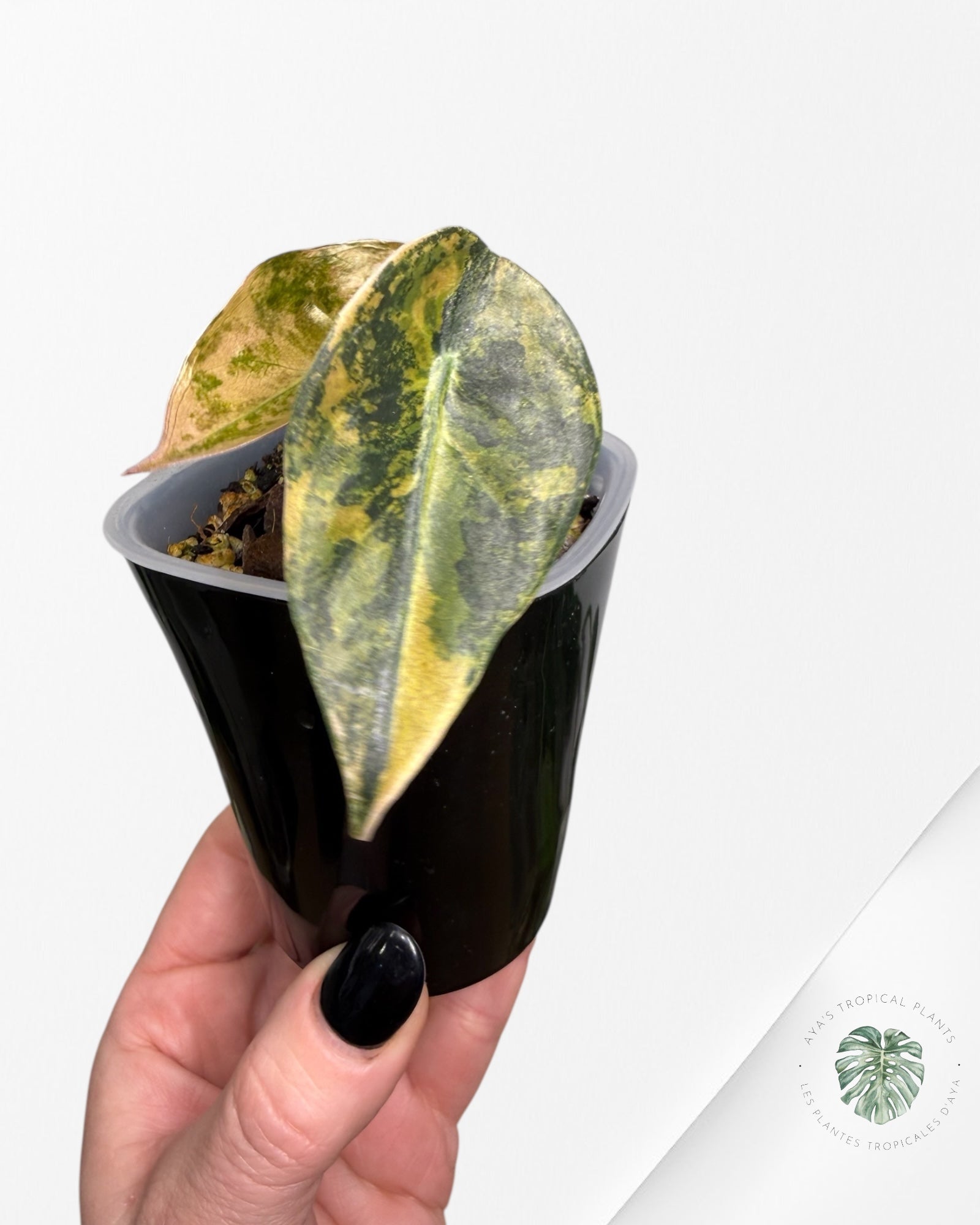 Alocasia Sedenii Variegated Aurea