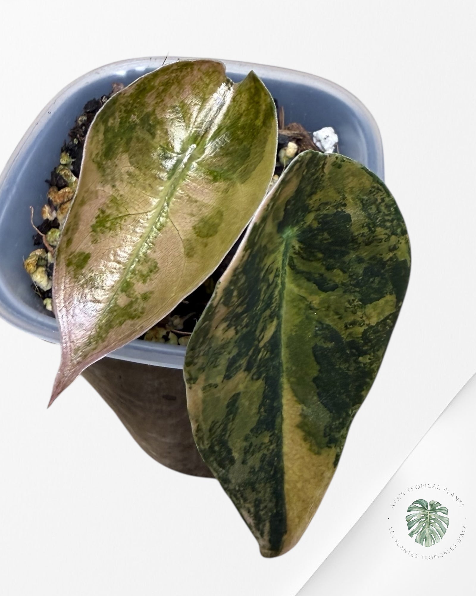 Alocasia Sedenii Variegated Aurea