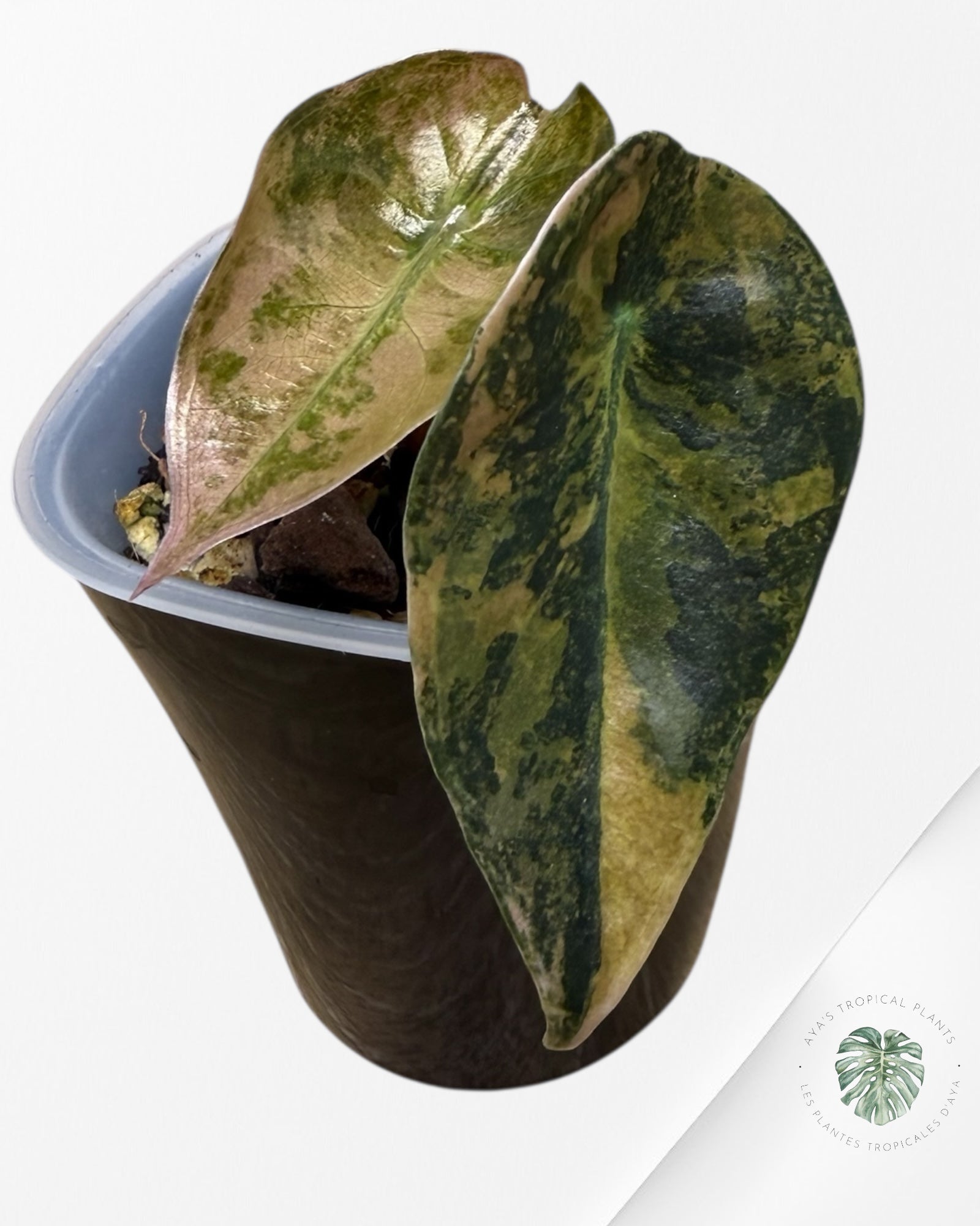 Alocasia Sedenii Variegated Aurea