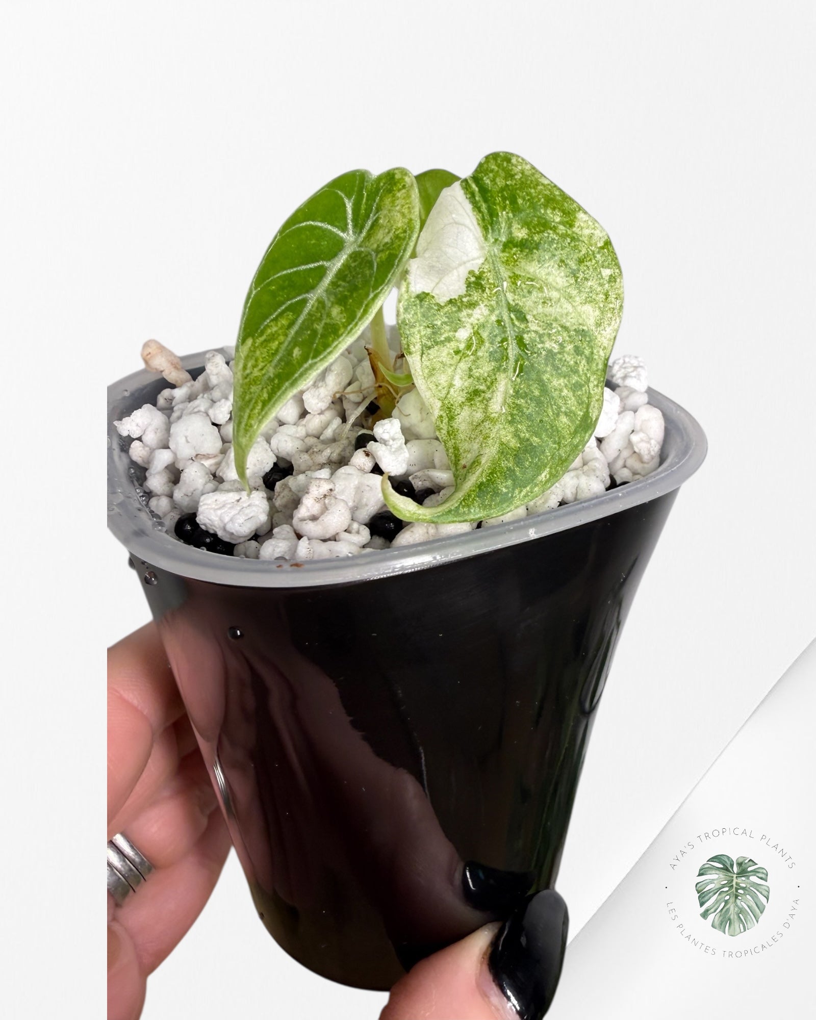 Alocasia Watsoniana Glossy Pink Variegated