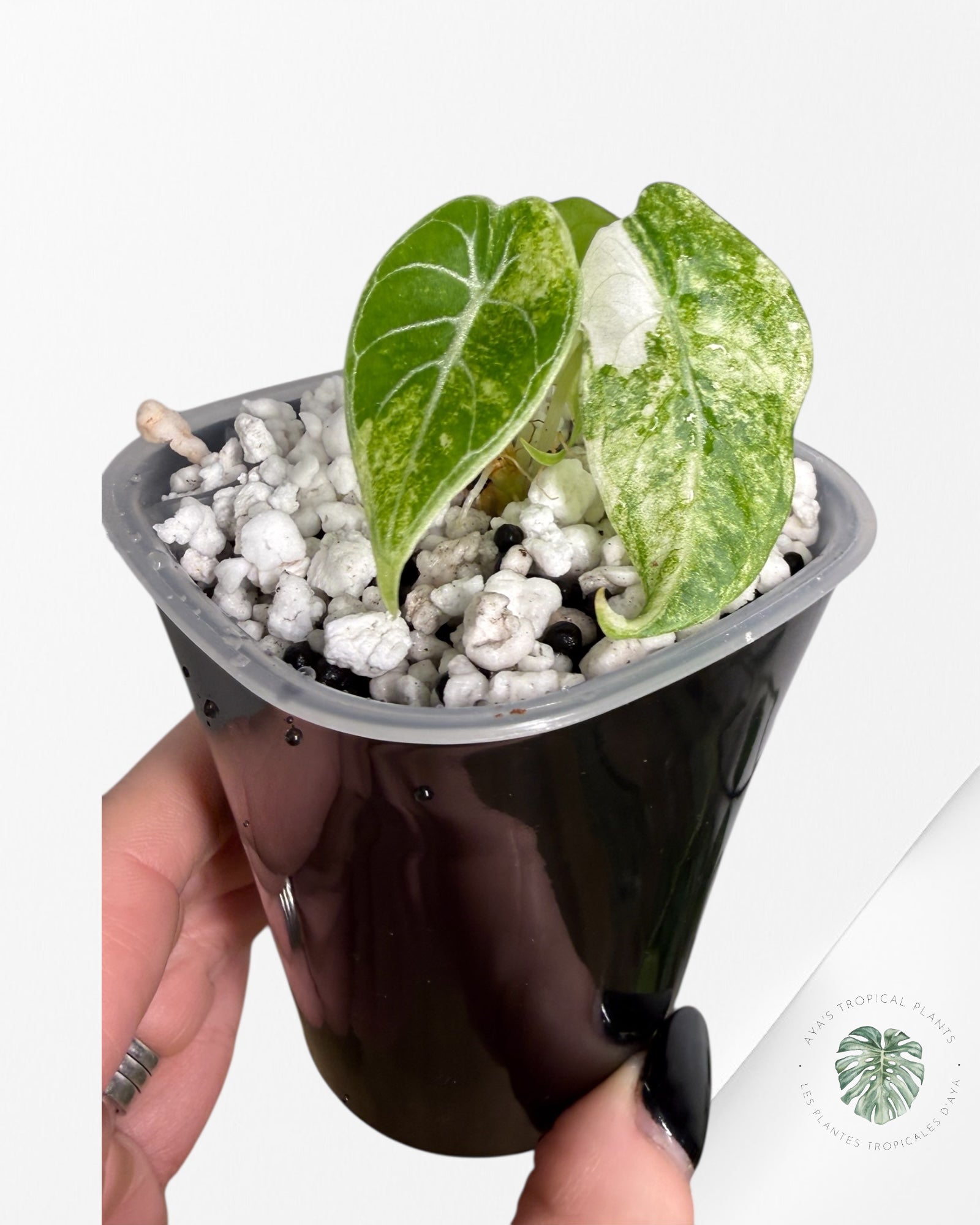 Alocasia Watsoniana Glossy Pink Variegated