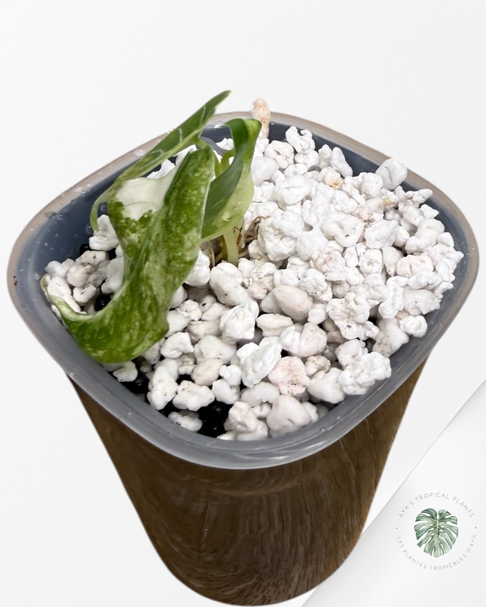 Alocasia Watsoniana Glossy Pink Variegated