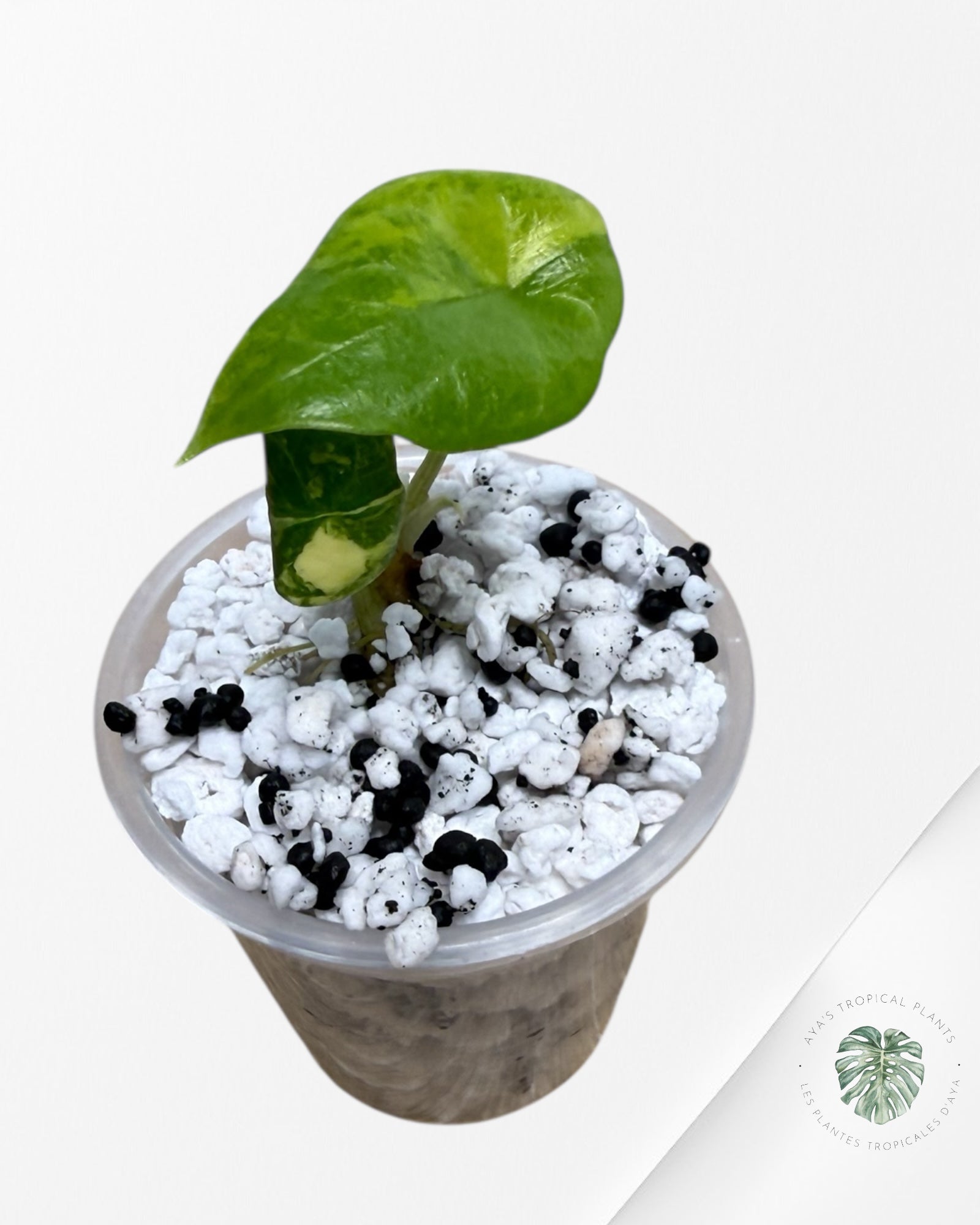 Alocasia Scalprum Aurea Panaché| Plante TC rare | Les plantes tropicales d'Aya