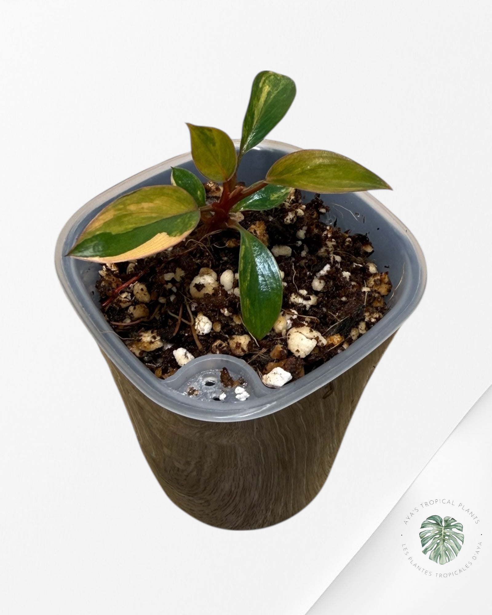 Philodendron rouge du Congo | Plante rare cultivée en culture tropicale | Plantes tropicales d'Aya