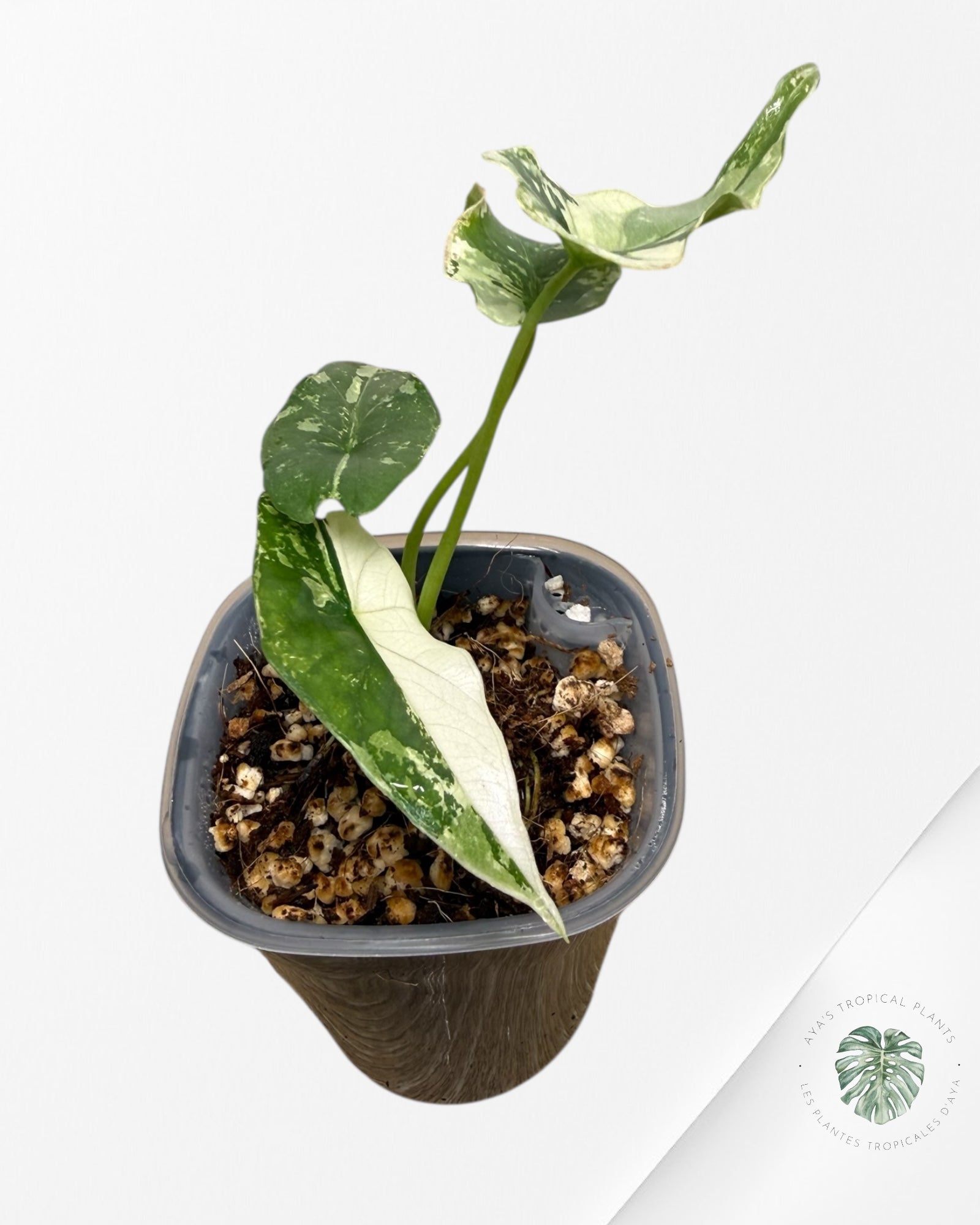 Alocasia Simpo Albo panachée | Plante rare cultivée en culture tropicale | Plantes tropicales d'Aya