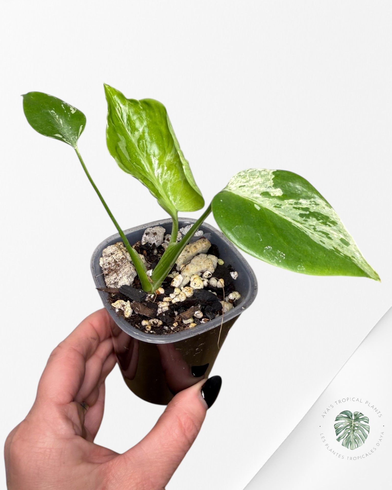 Monstera Deliciosa Bulbasaur