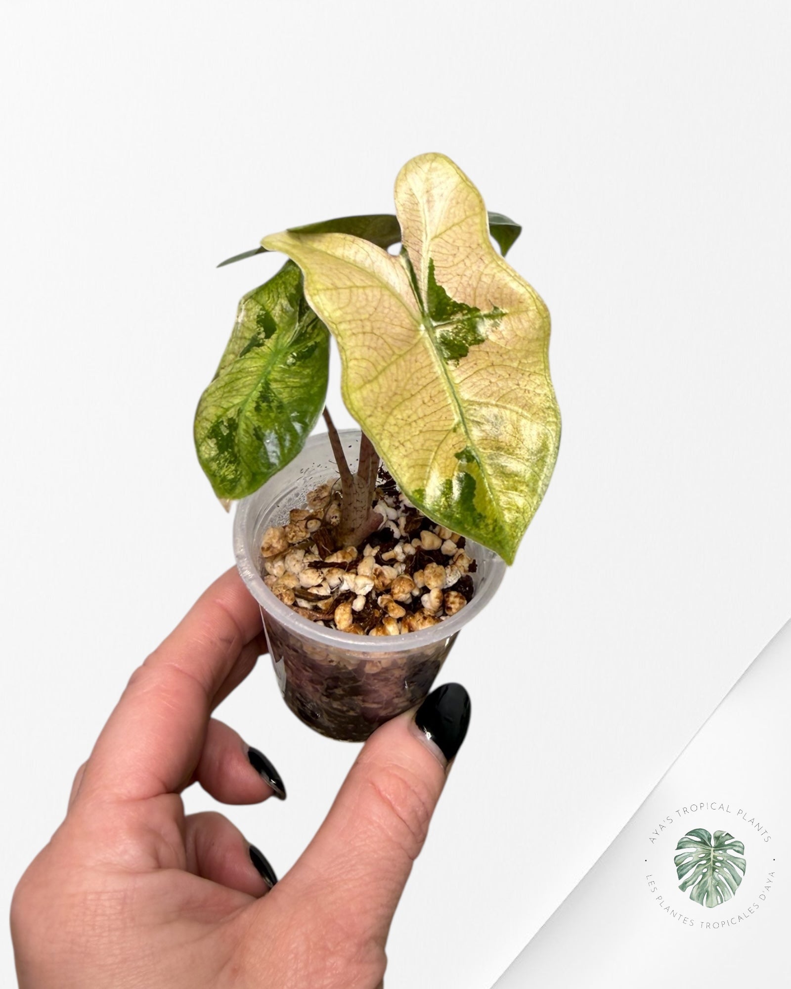 Alocasia Pseudo-Sanderiana panachée rose | Plante rare cultivée en culture tropicale | Plantes tropicales d'Aya