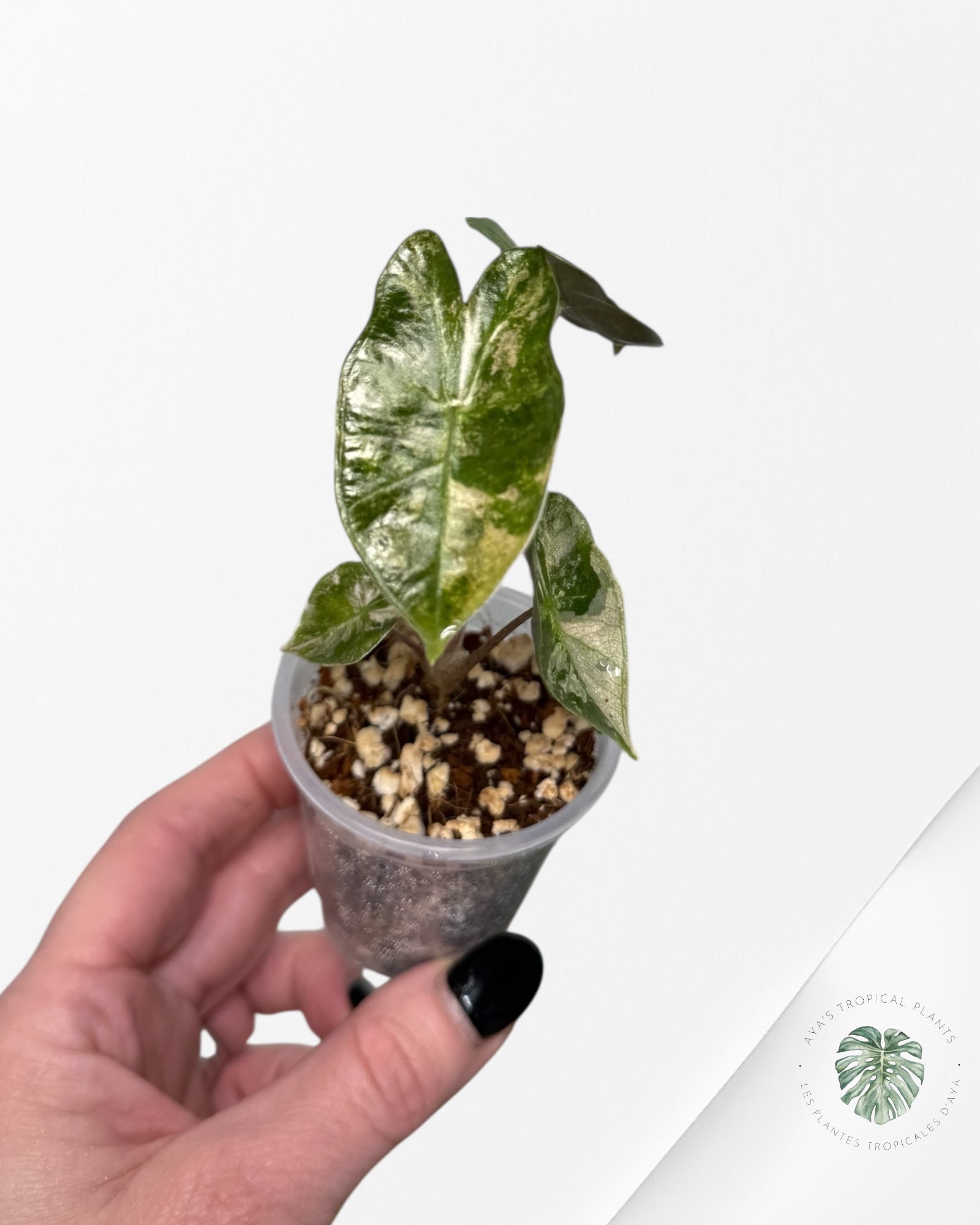 Alocasia Pseudo-Sanderiana Pink Variegated| Rare TC Plant| Aya's Tropical Plants