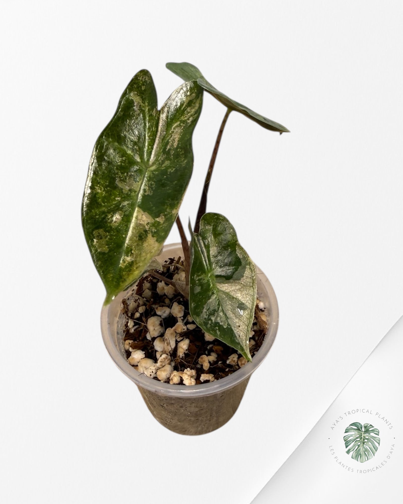 Alocasia Pseudo-Sanderiana Pink Variegated| Rare TC Plant| Aya's Tropical Plants