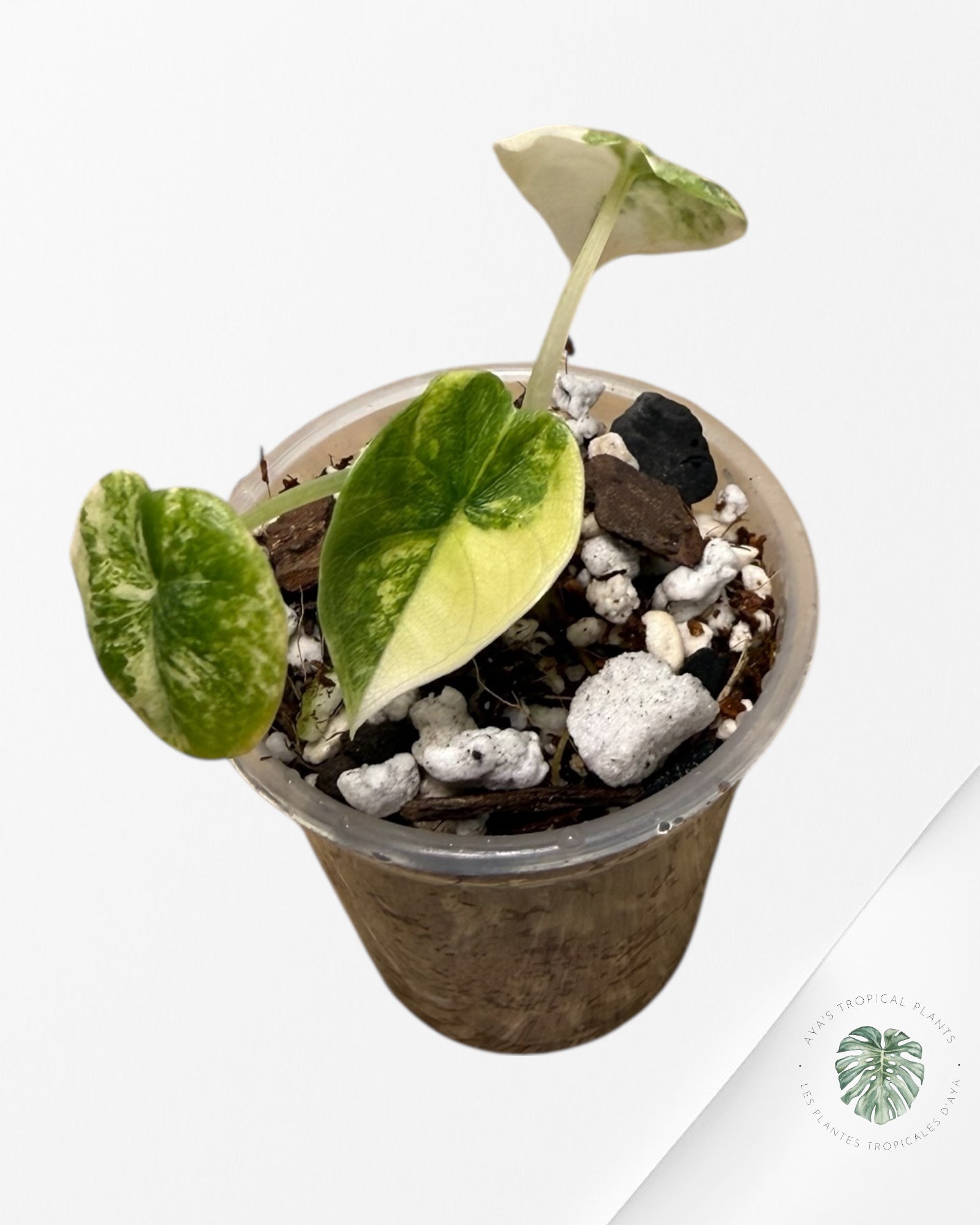 Alocasia Melo Variegated Aurea| Rare TC Plant| Aya's Tropical Plants