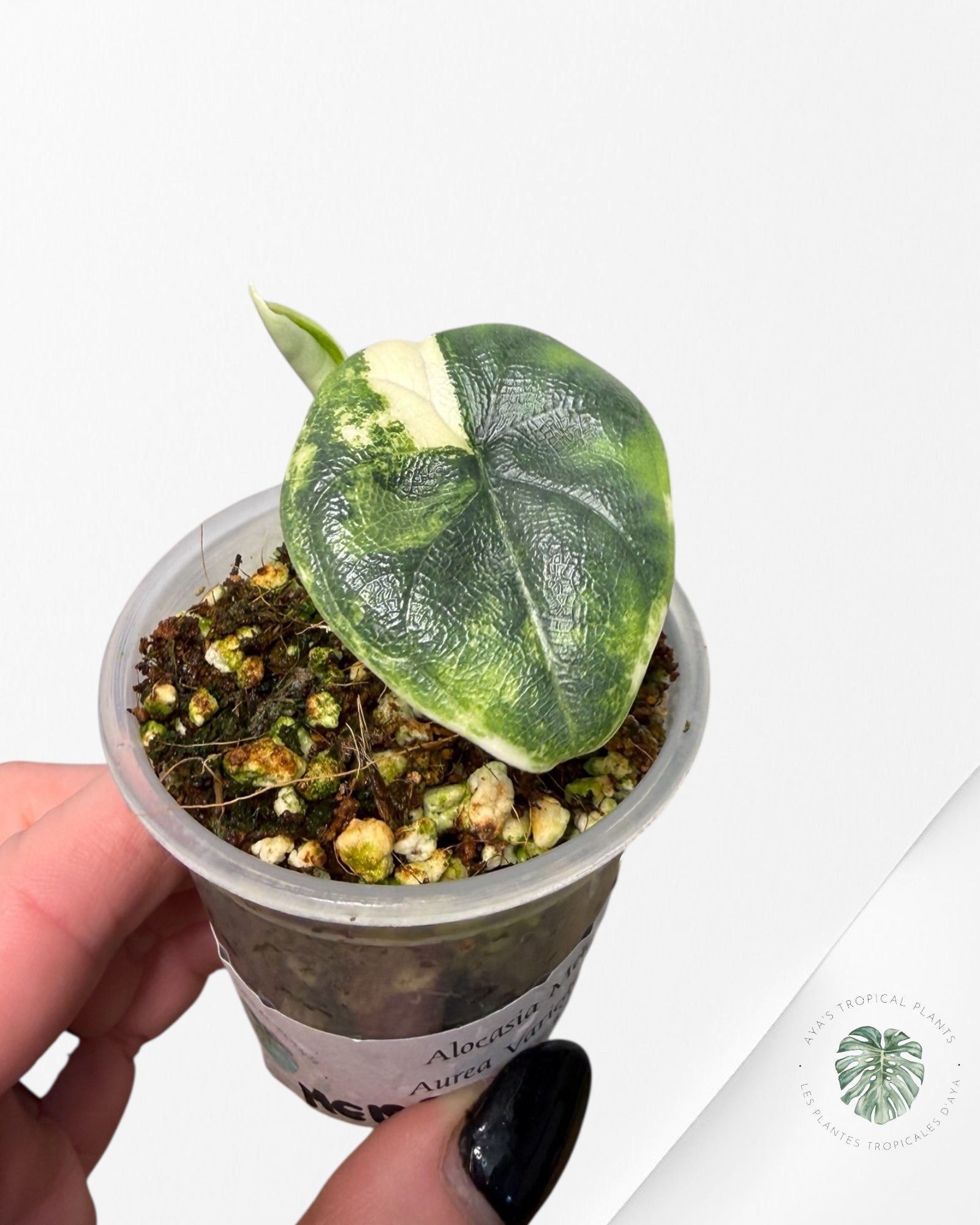 Alocasia Melo Variegated Aurea | Plante rare cultivée en culture tropicale | Plantes tropicales d'Aya