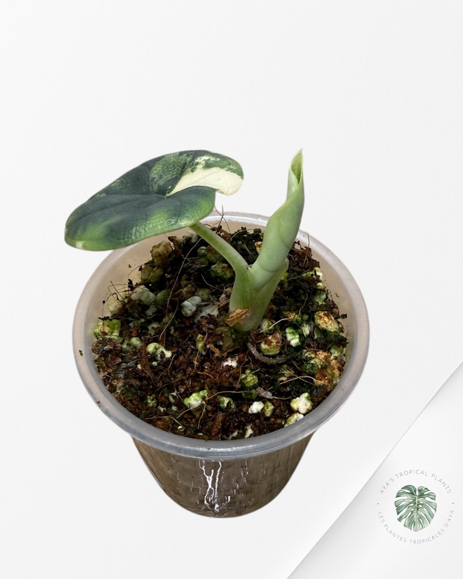 Alocasia Melo Variegated Aurea| Rare TC Plant| Aya's Tropical Plants