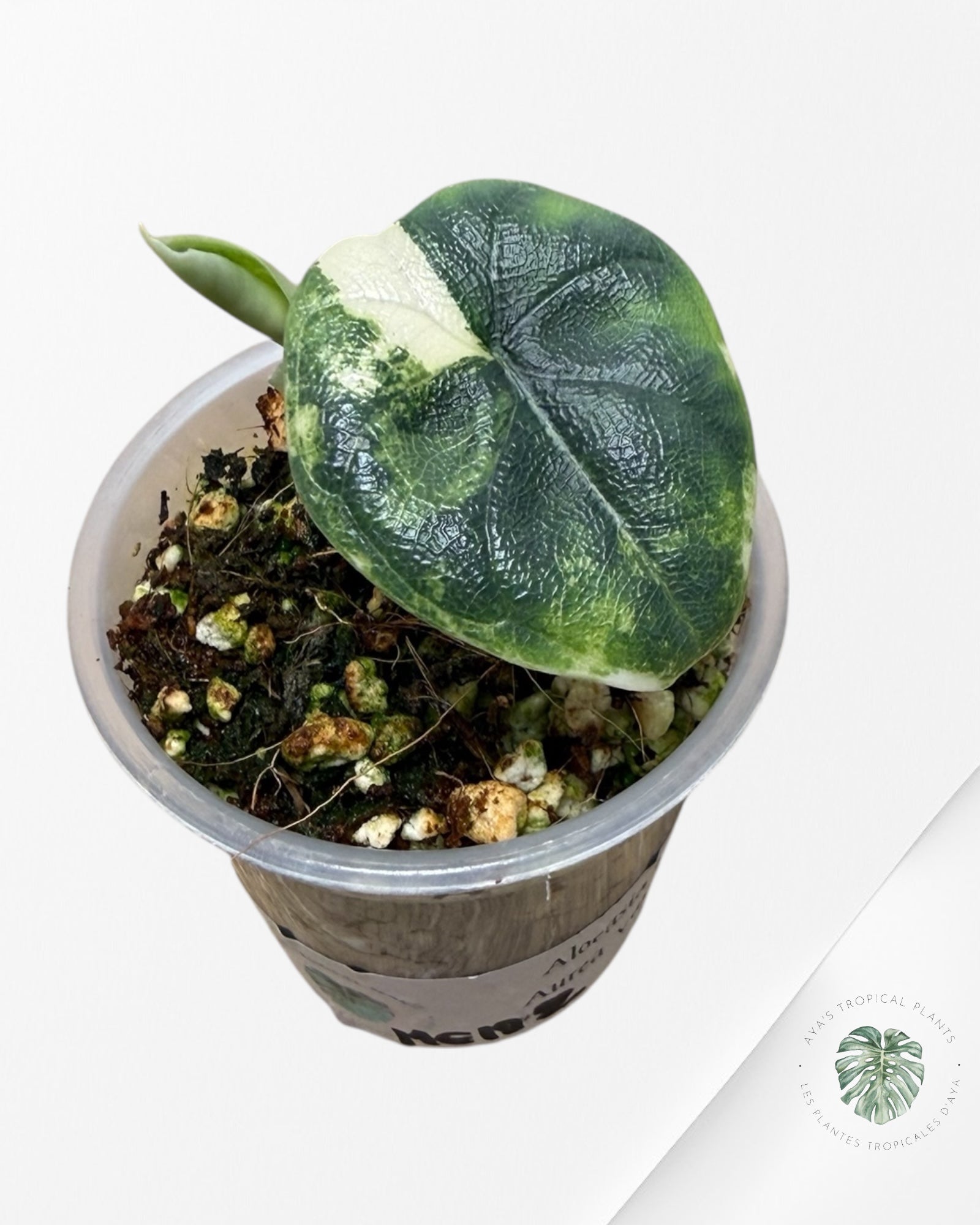 Alocasia Melo Variegated Aurea| Rare TC Plant| Aya's Tropical Plants