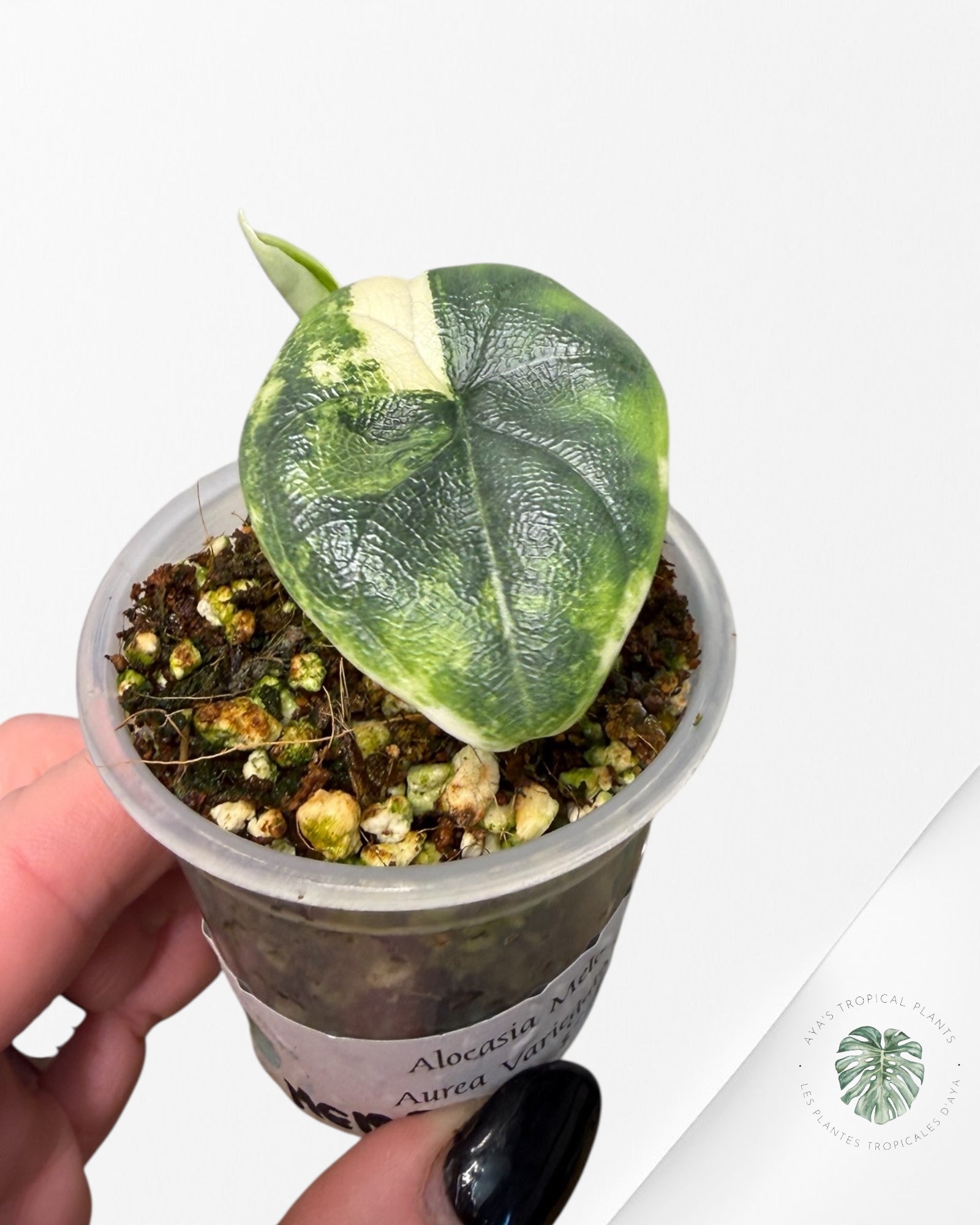 Alocasia Melo Variegated Aurea | Plante rare cultivée en culture tropicale | Plantes tropicales d'Aya