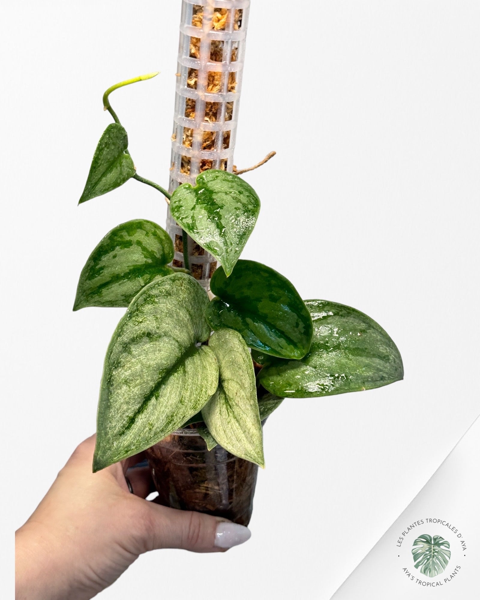 Alocasia Serendipité JAD2