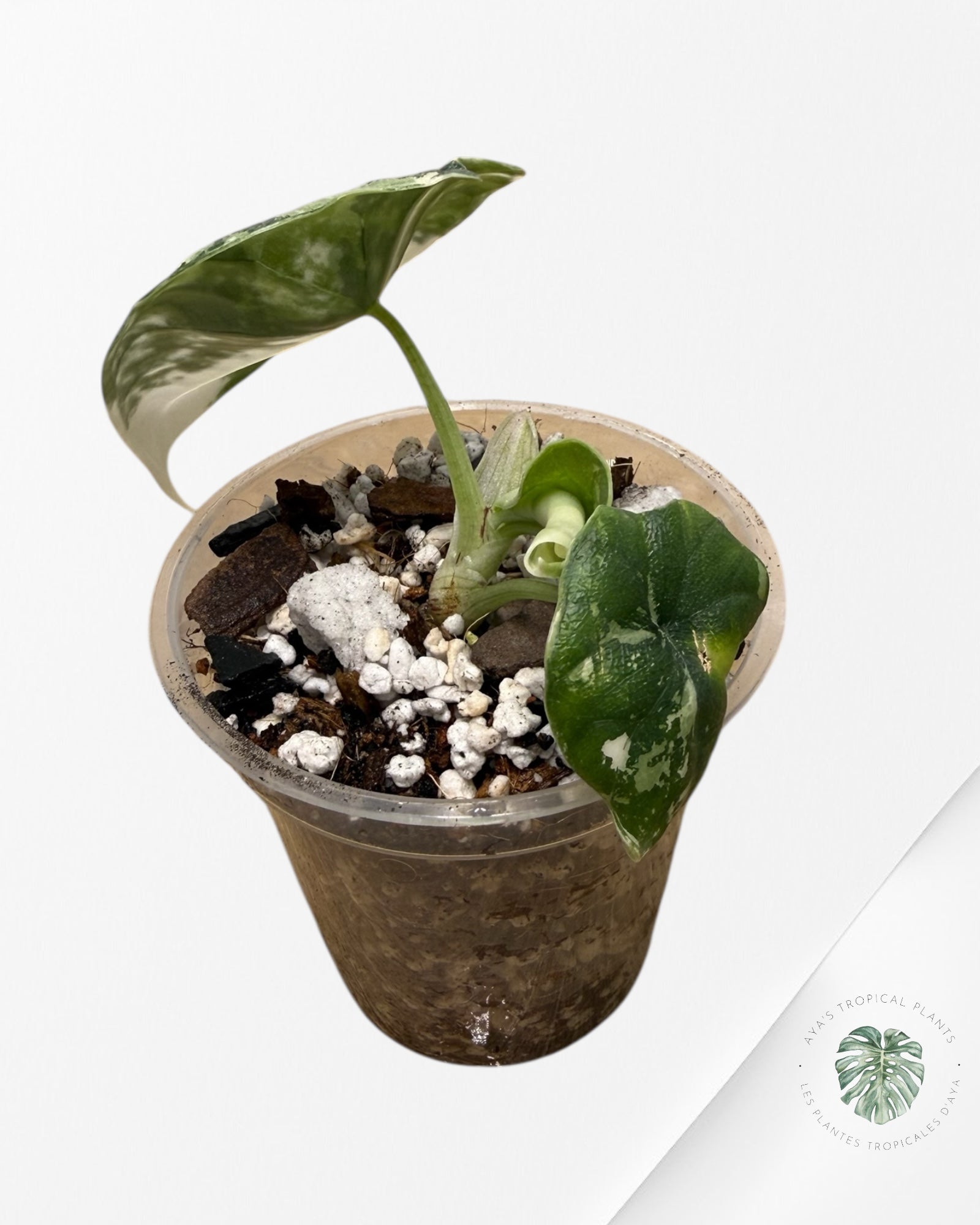 Alocasia Melo Albo panachée | Plante rare cultivée en culture tropicale | Plantes tropicales d'Aya