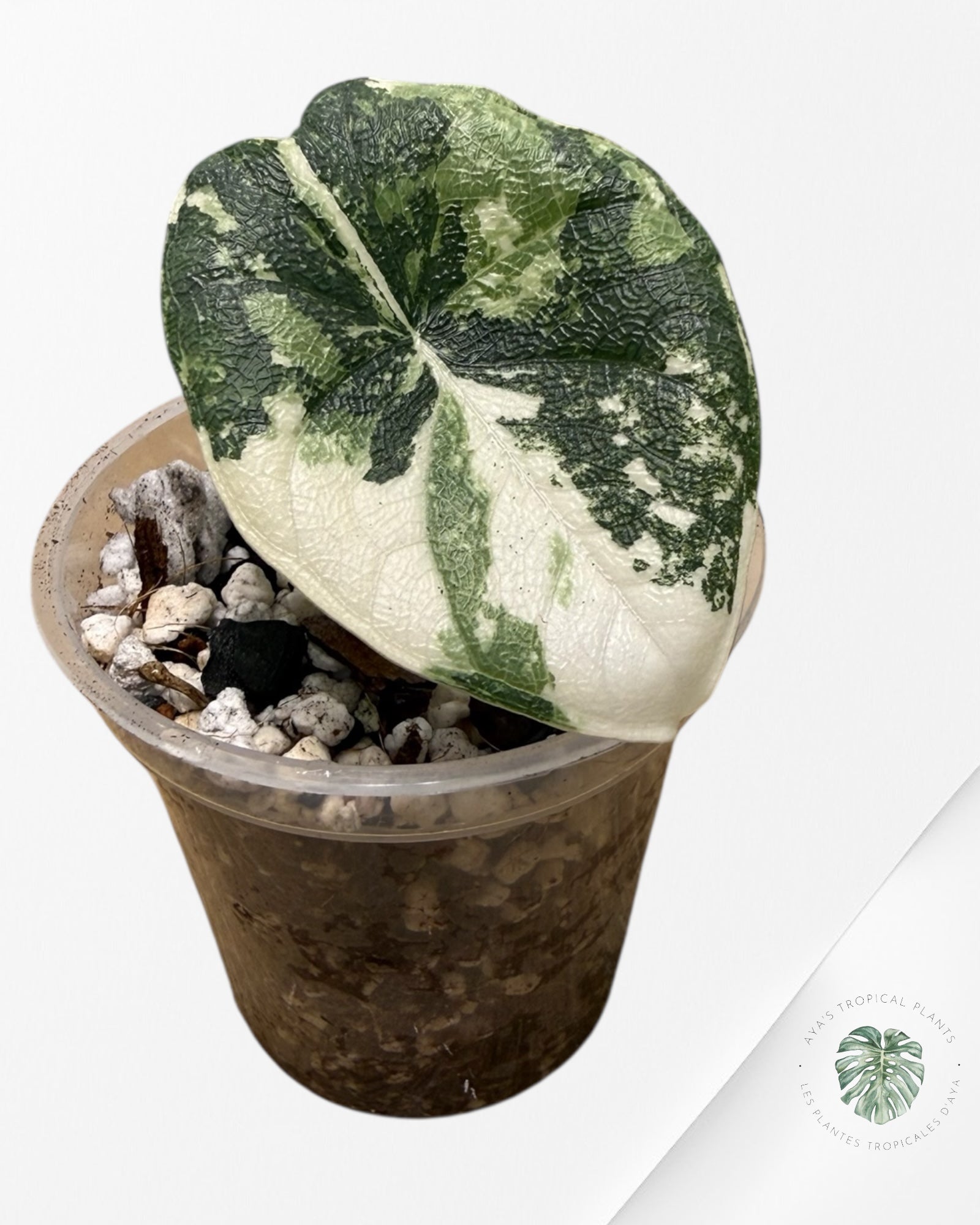 Alocasia Melo Albo Variegated | Rare TC Plant| Aya's Tropical Plants