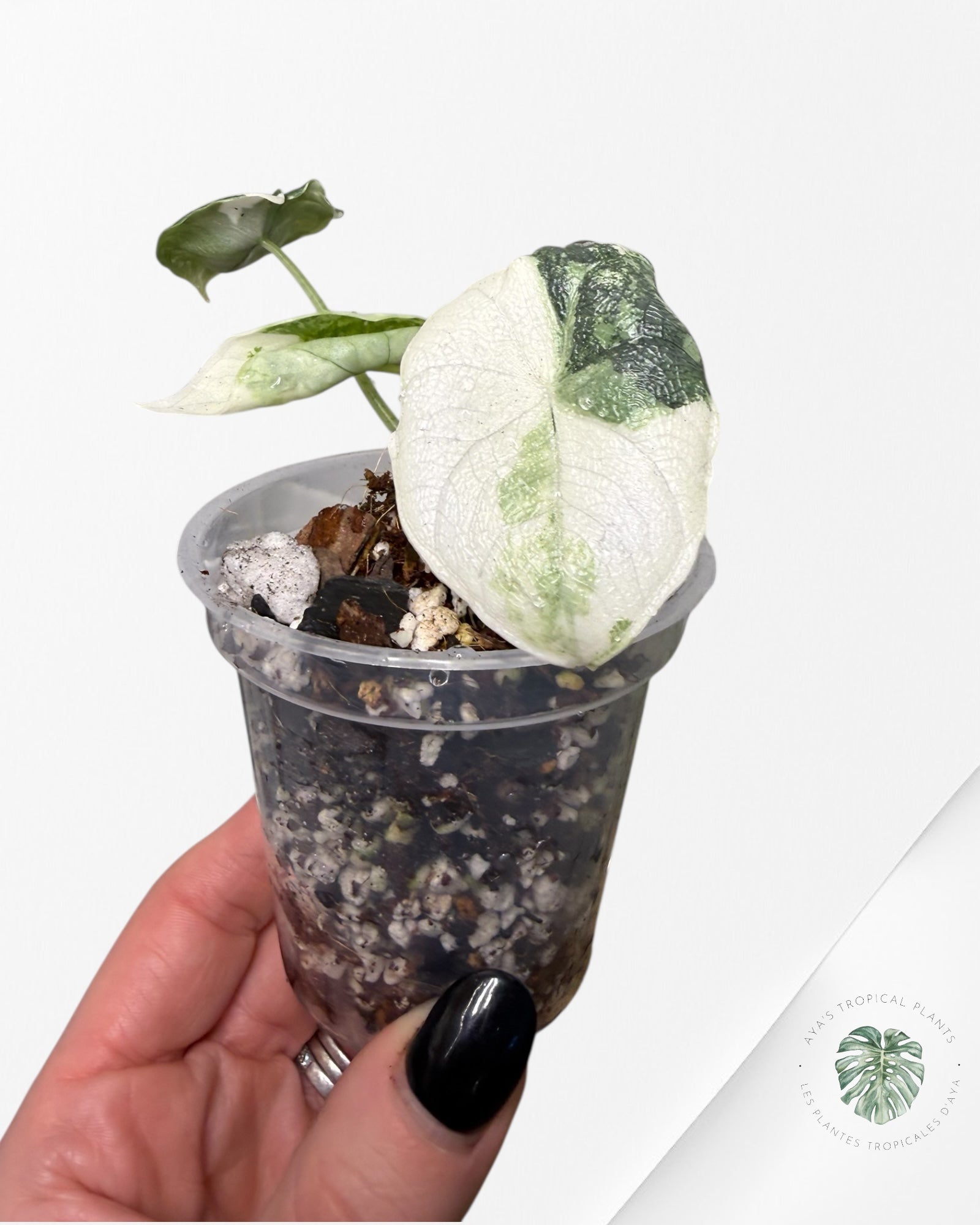 Alocasia Melo Variegated Albo| Rare TC Plant| Aya's Tropical Plants