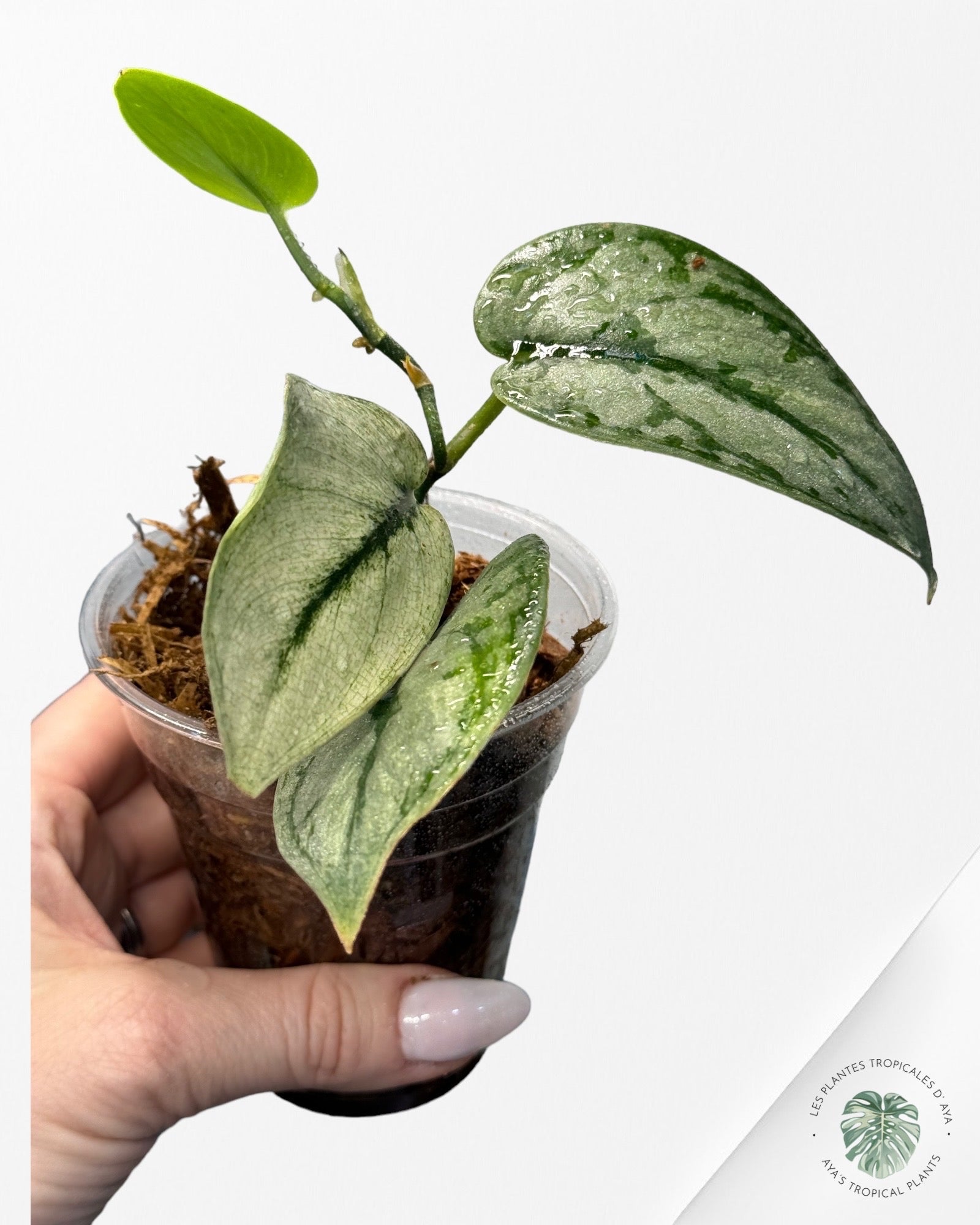Marbre Epipremnum Pinnatum-3