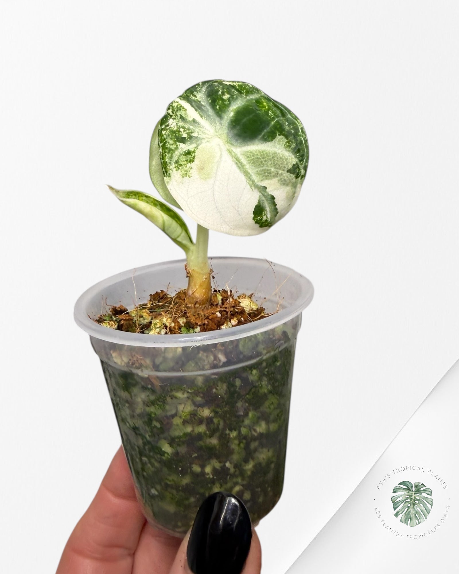 Alocasia Ninja Variegated Albo | Rare TC Plant| Aya's Tropical Plants