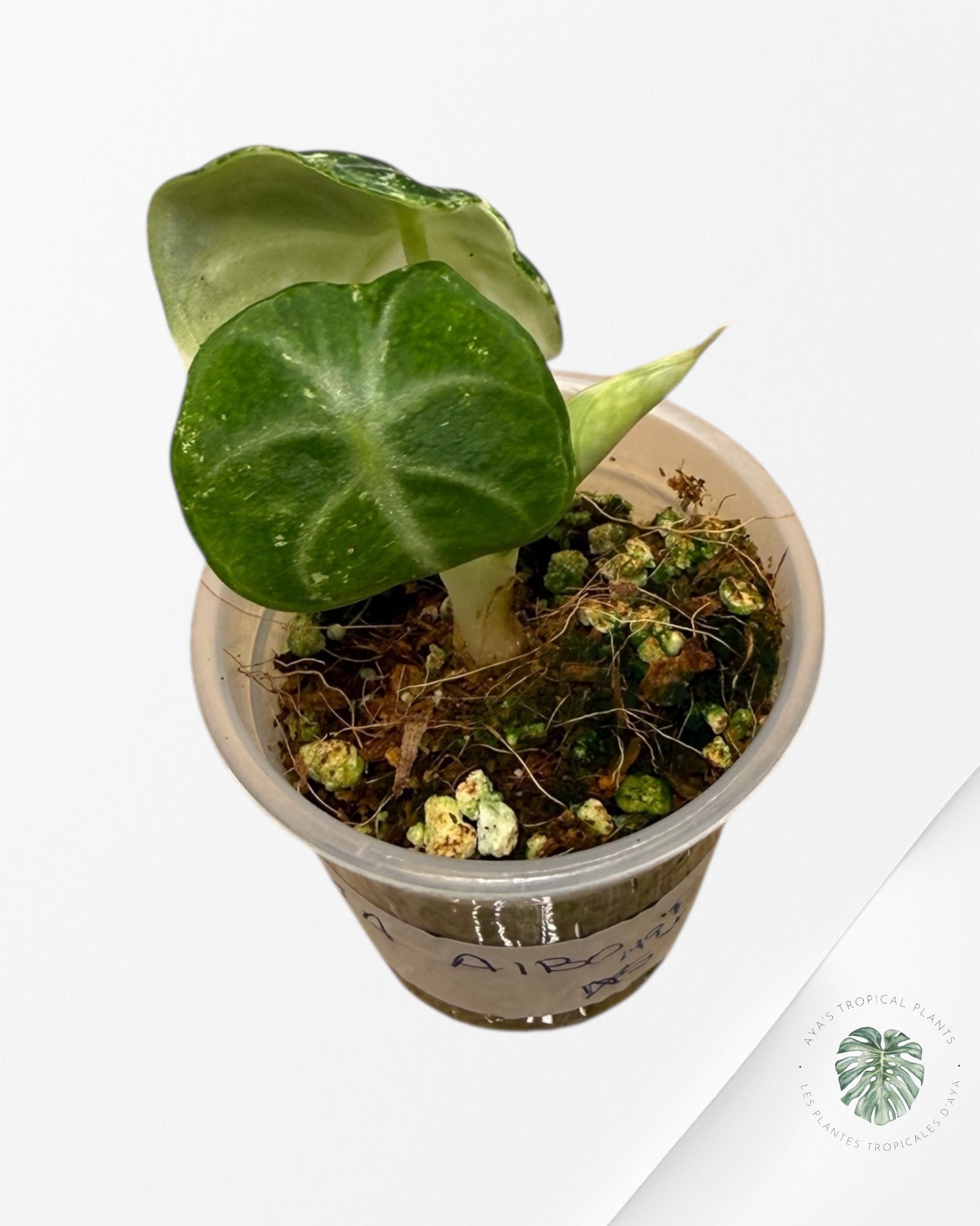 Alocasia Ninja Variegated Albo | Rare TC Plant| Aya's Tropical Plants