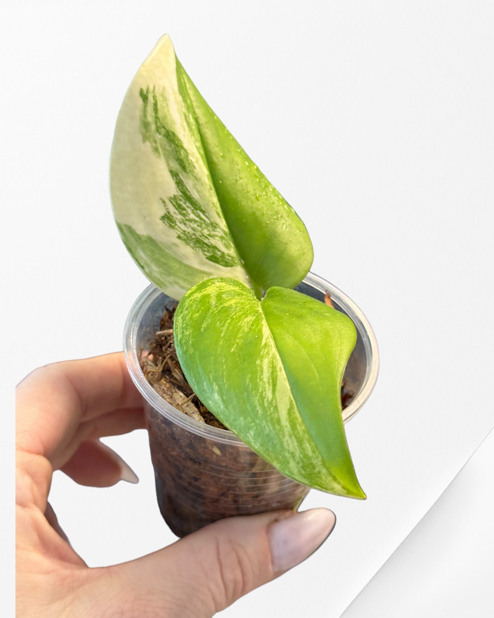 Epipremnum Pinnatum Marble-5