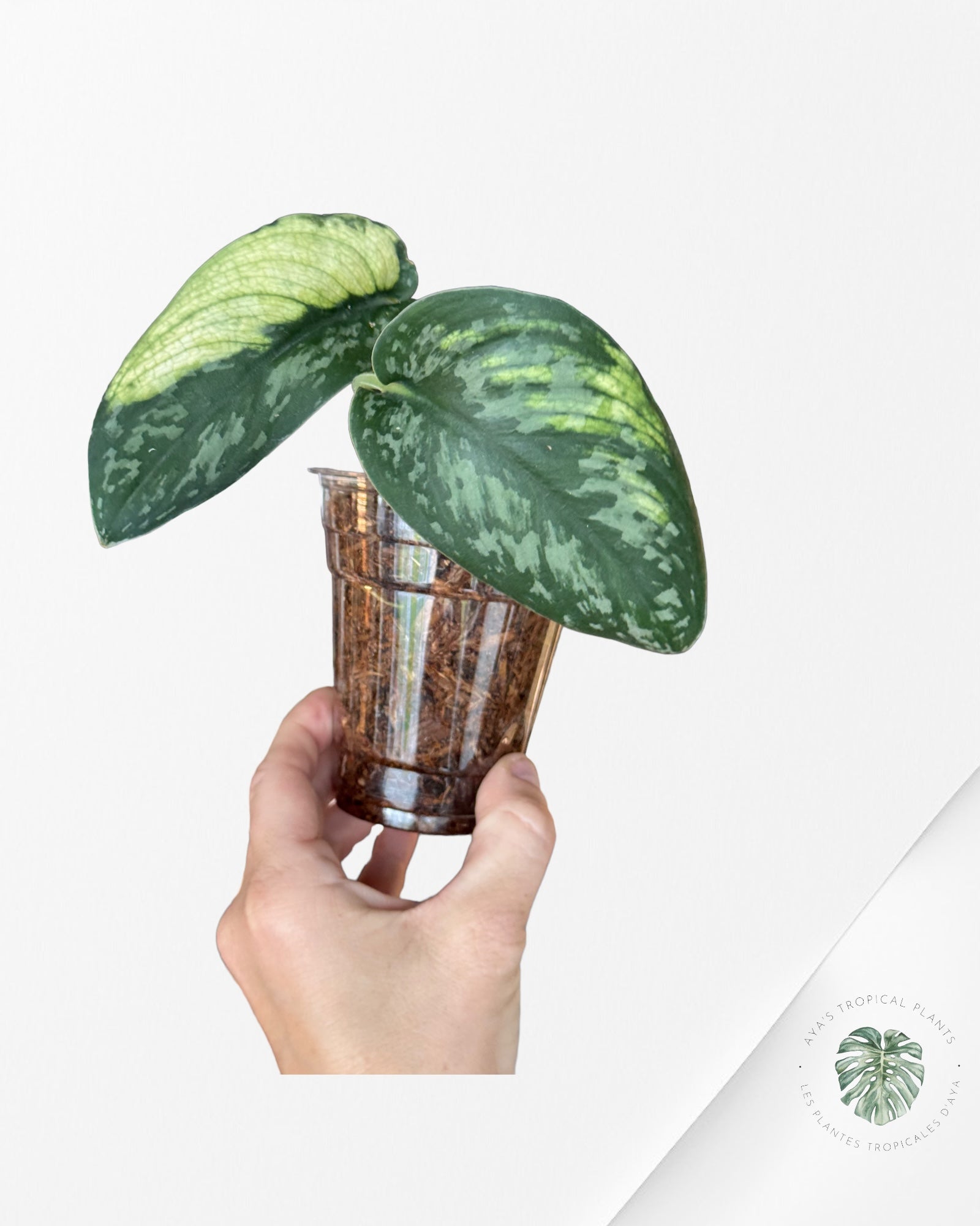 Epipremnum Pinnatum Marble-D