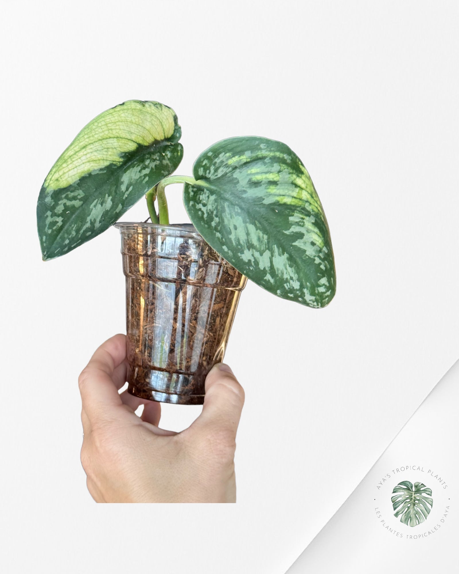 Epipremnum Pinnatum Marble-D
