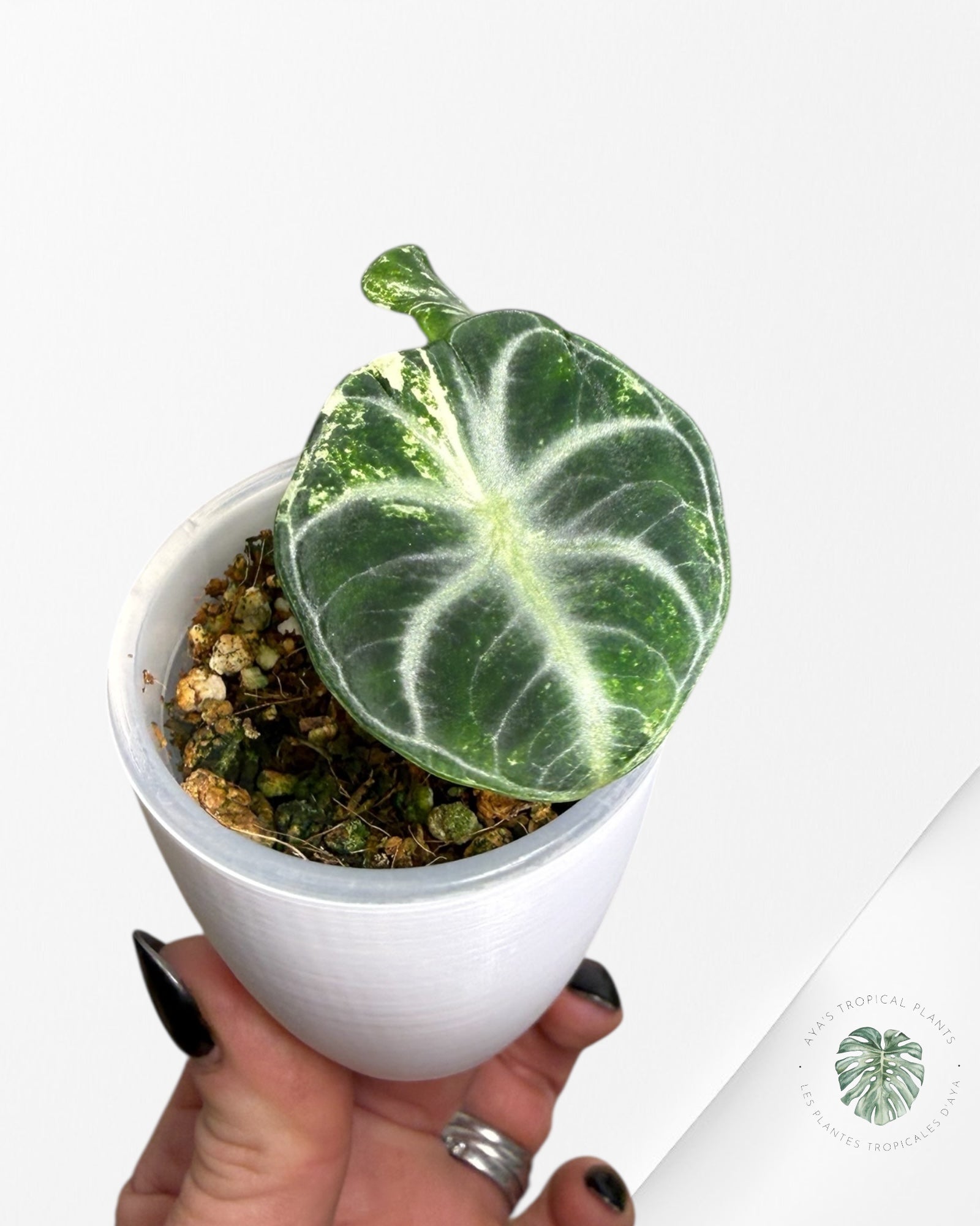 Alocasia Ninja Variegated Albo | Rare TC Plant| Aya's Tropical Plants