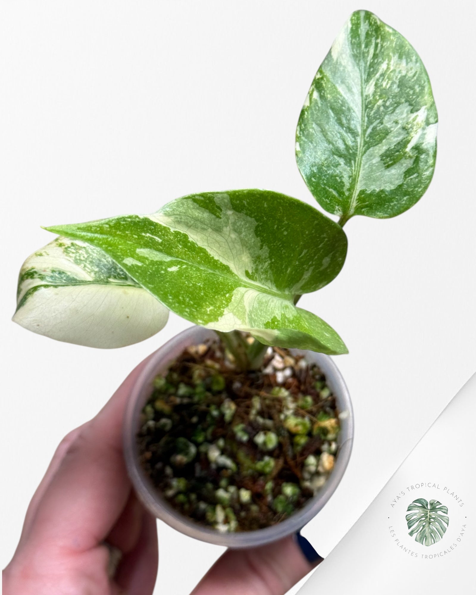 Monstera Thai Constellation Creme Brûlée (Grade A) - 24N