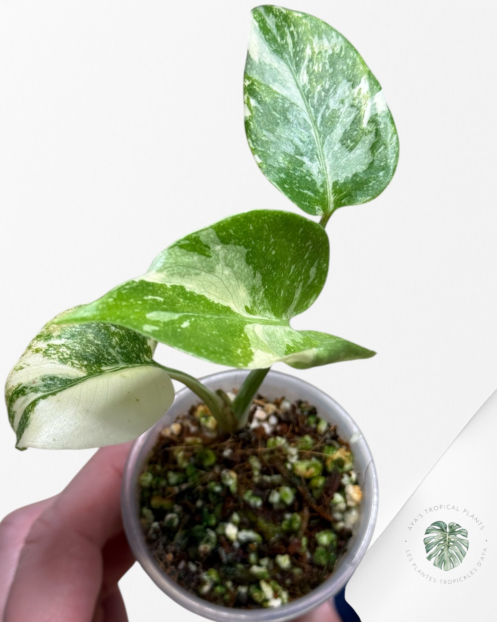 Monstera Thai Constellation Creme Brûlée (Grade A) - 24N