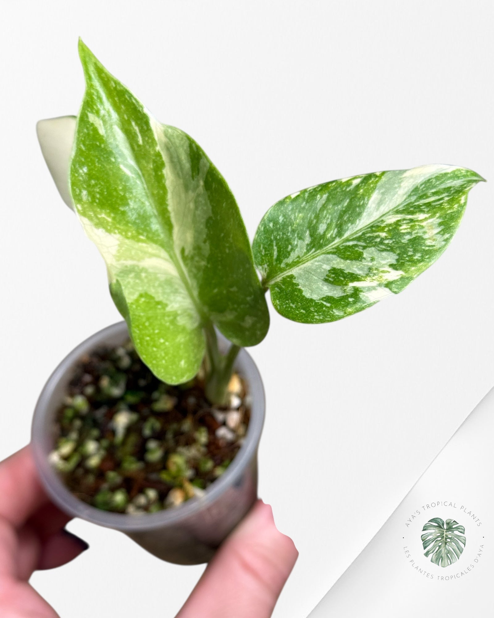 Monstera Thai Constellation Creme Brûlée (Grade A) - 24N