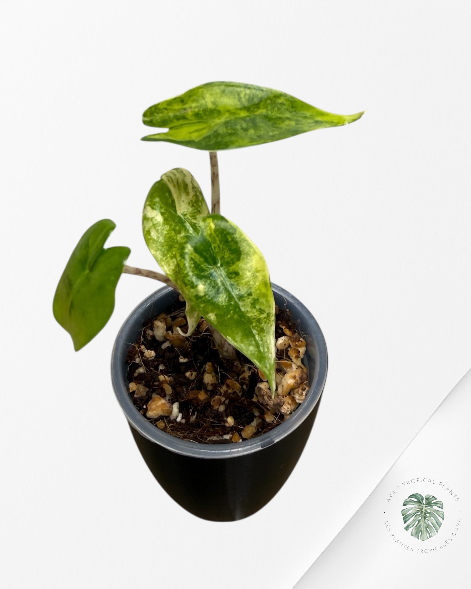 Alocasia Zebrina Thomas Variegated| Rare TC Plant | Aya's Tropical Plants