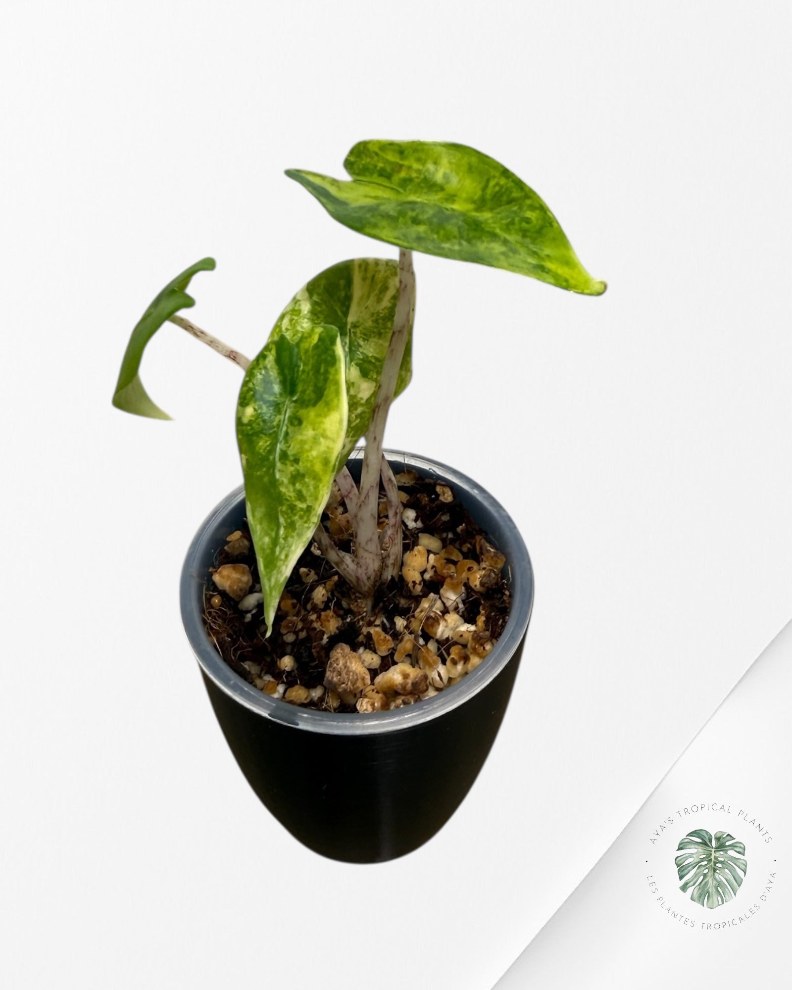 Alocasia Zebrina Thomas Variegated| Rare TC Plant | Aya's Tropical Plants