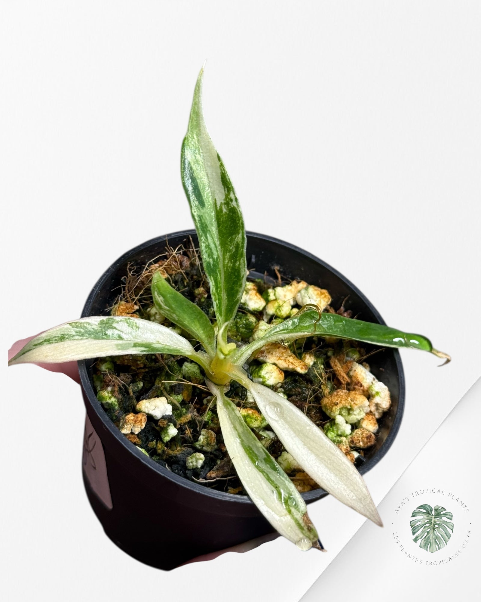 Philodendron Tortum Variegated - TC3