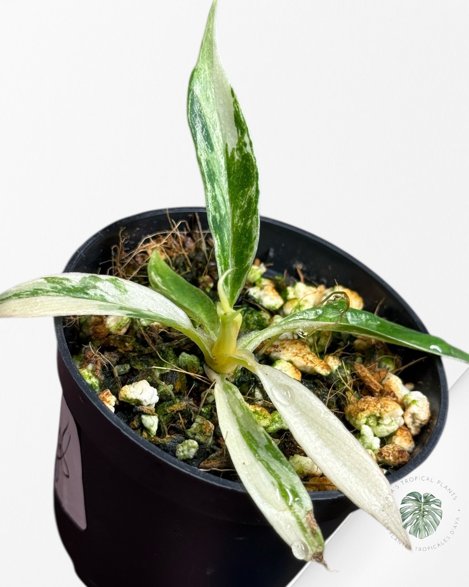 Philodendron Tortum Variegated - TC3