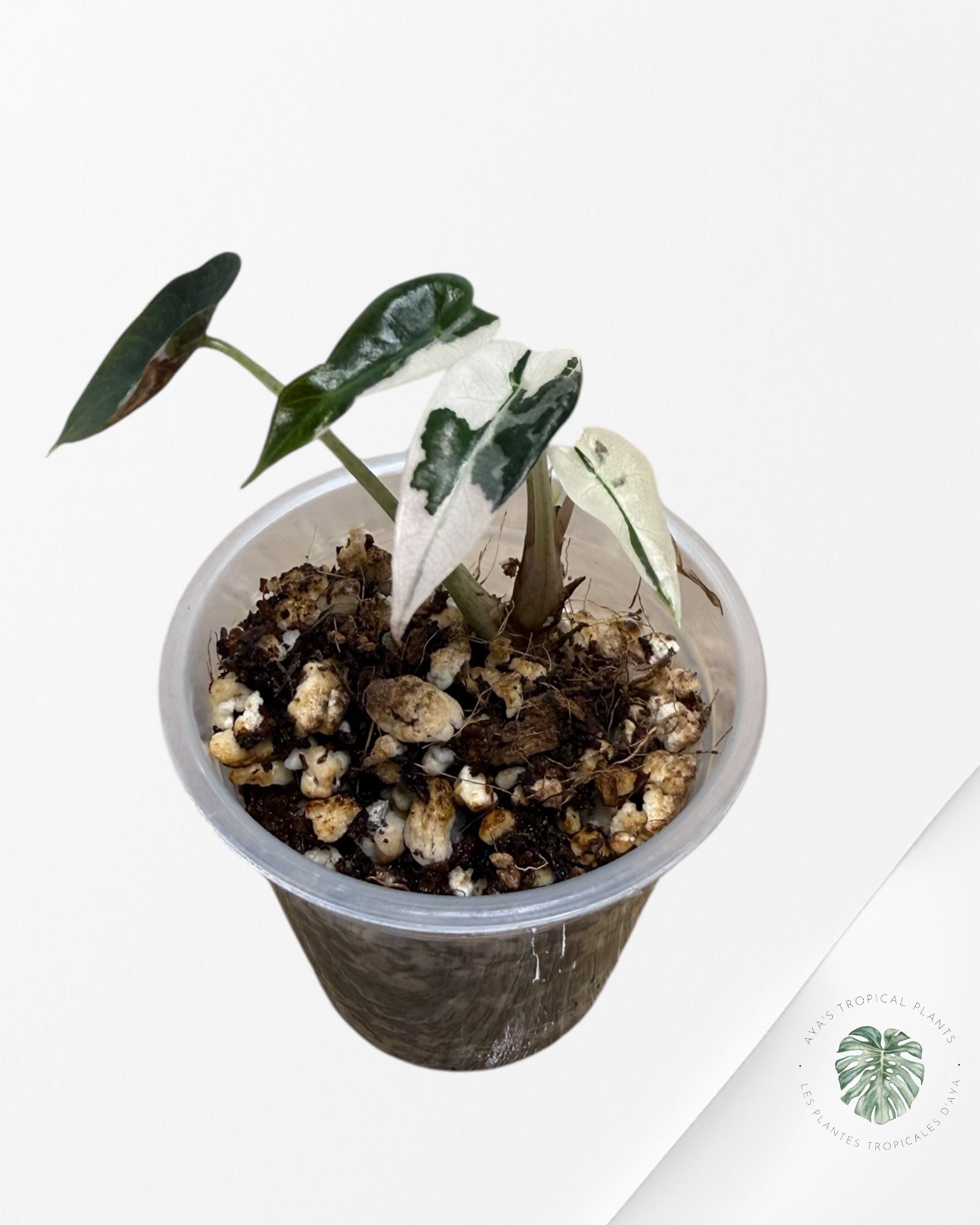 Alocasia Bambino Variagated Pink | Rare TC Plant| Aya's Tropical Plants