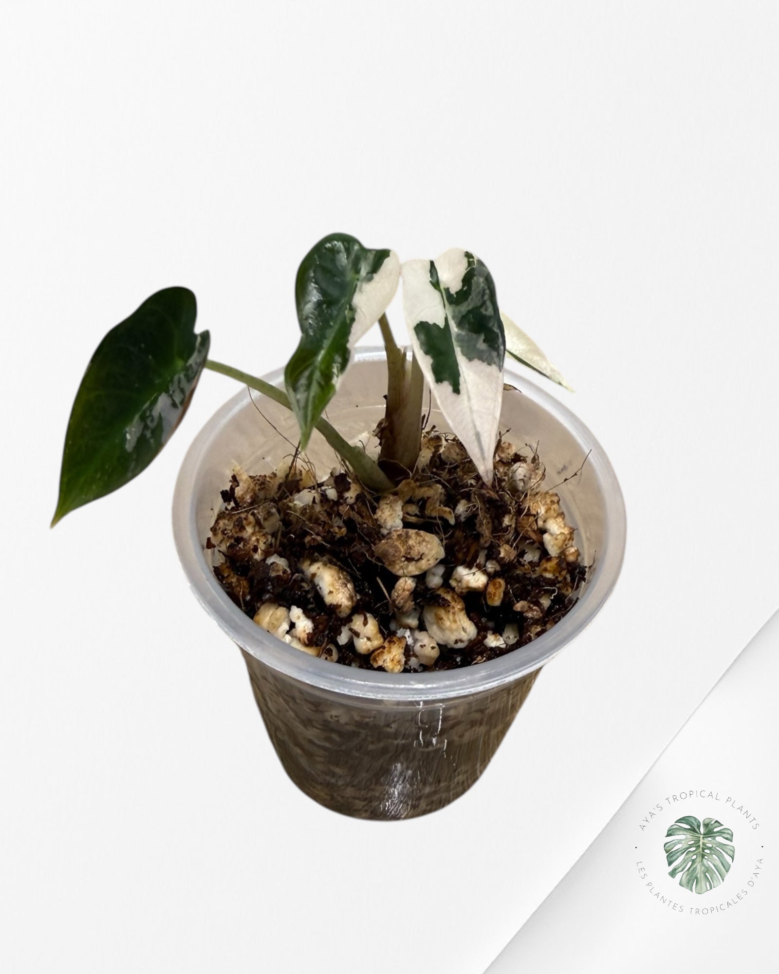 Alocasia Bambino Variagated Pink | Rare TC Plant| Aya's Tropical Plants