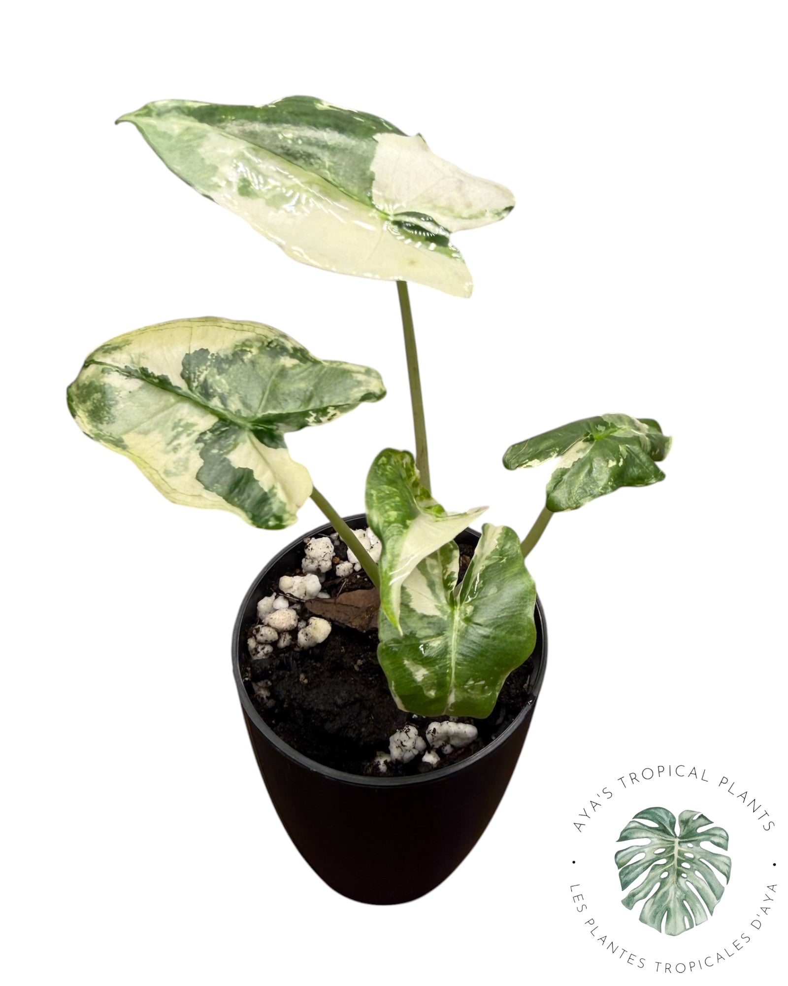 Alocasia Sarian Albo