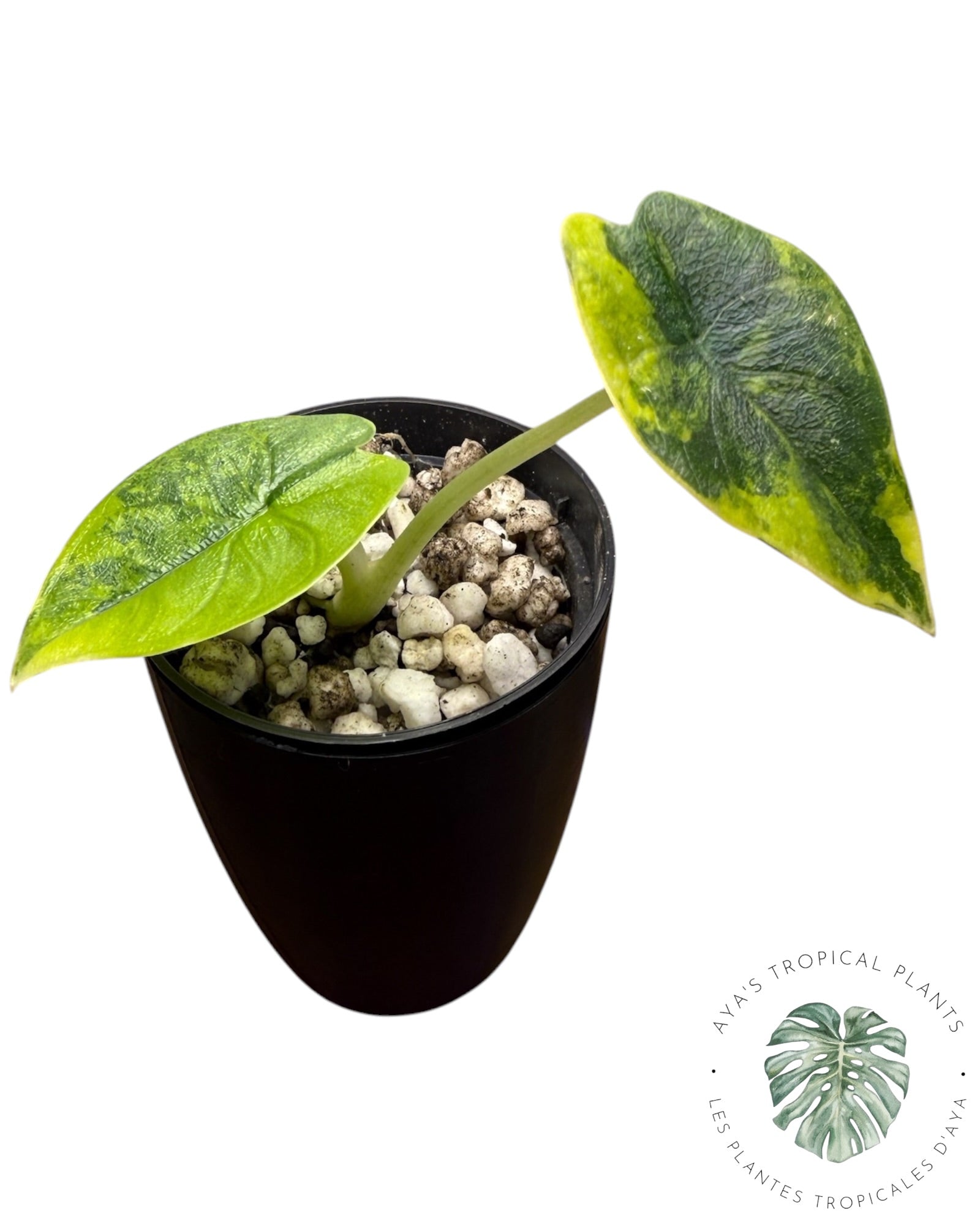 Alocasia Melo Aurea long form