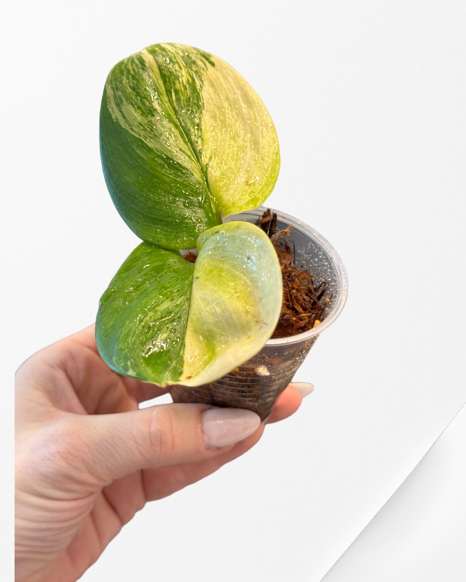 Syngonium 'Mosaic'-A