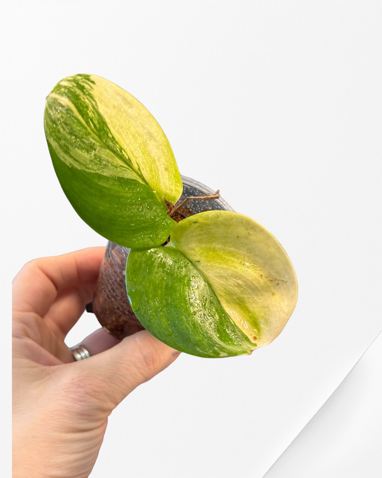 Syngonium 'Mosaic'-A