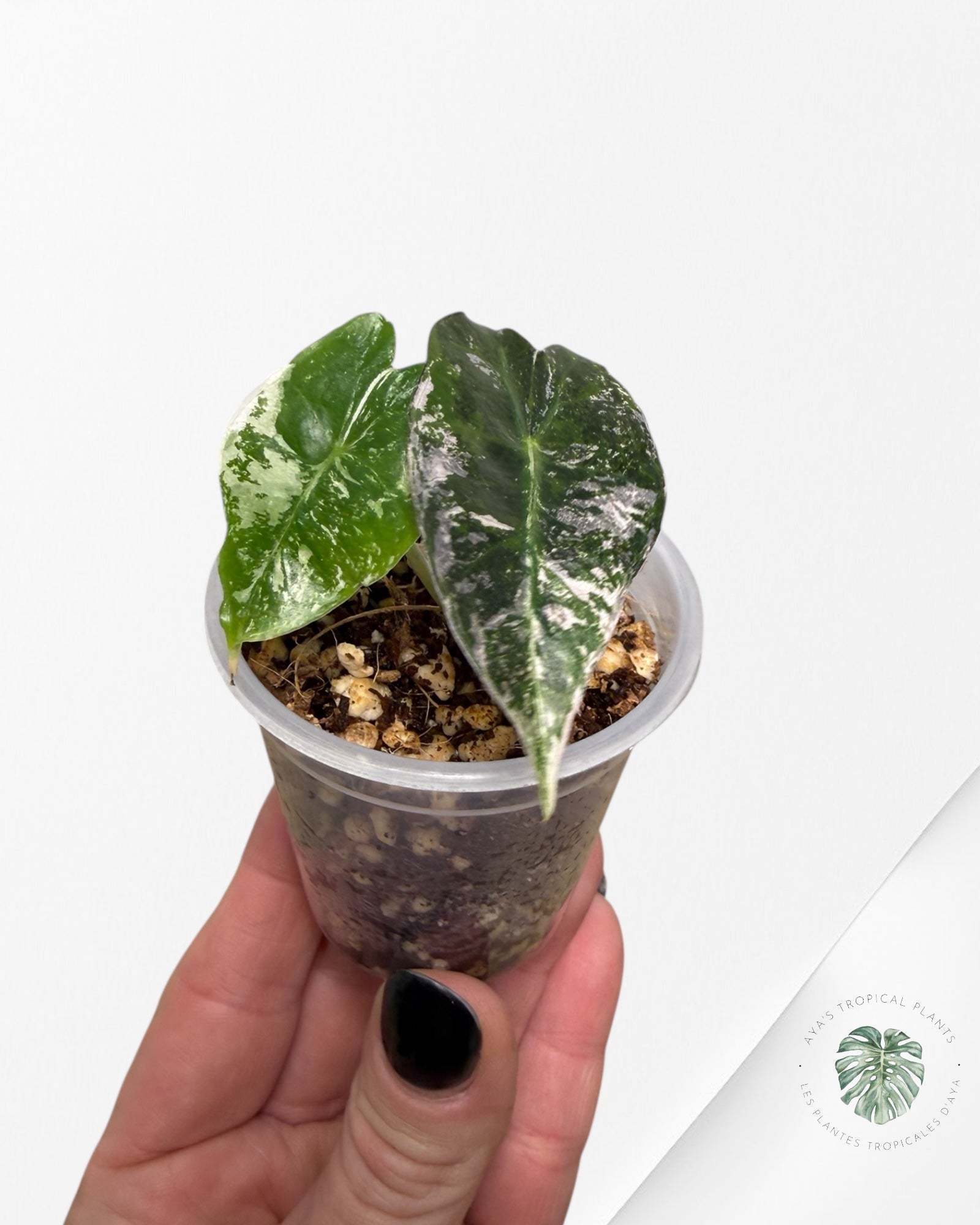 Alocasia Polly Pink Variegated| Rare TC Plant| Aya's Tropical Plants