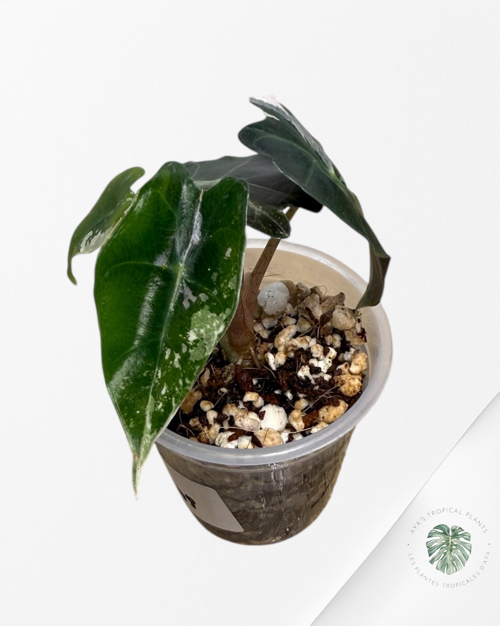 Alocasia Polly Pink Variegated