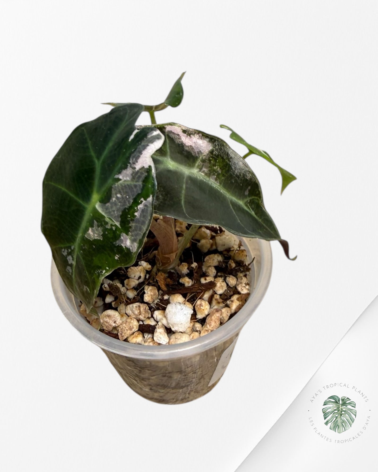 Alocasia Polly Pink Variegated