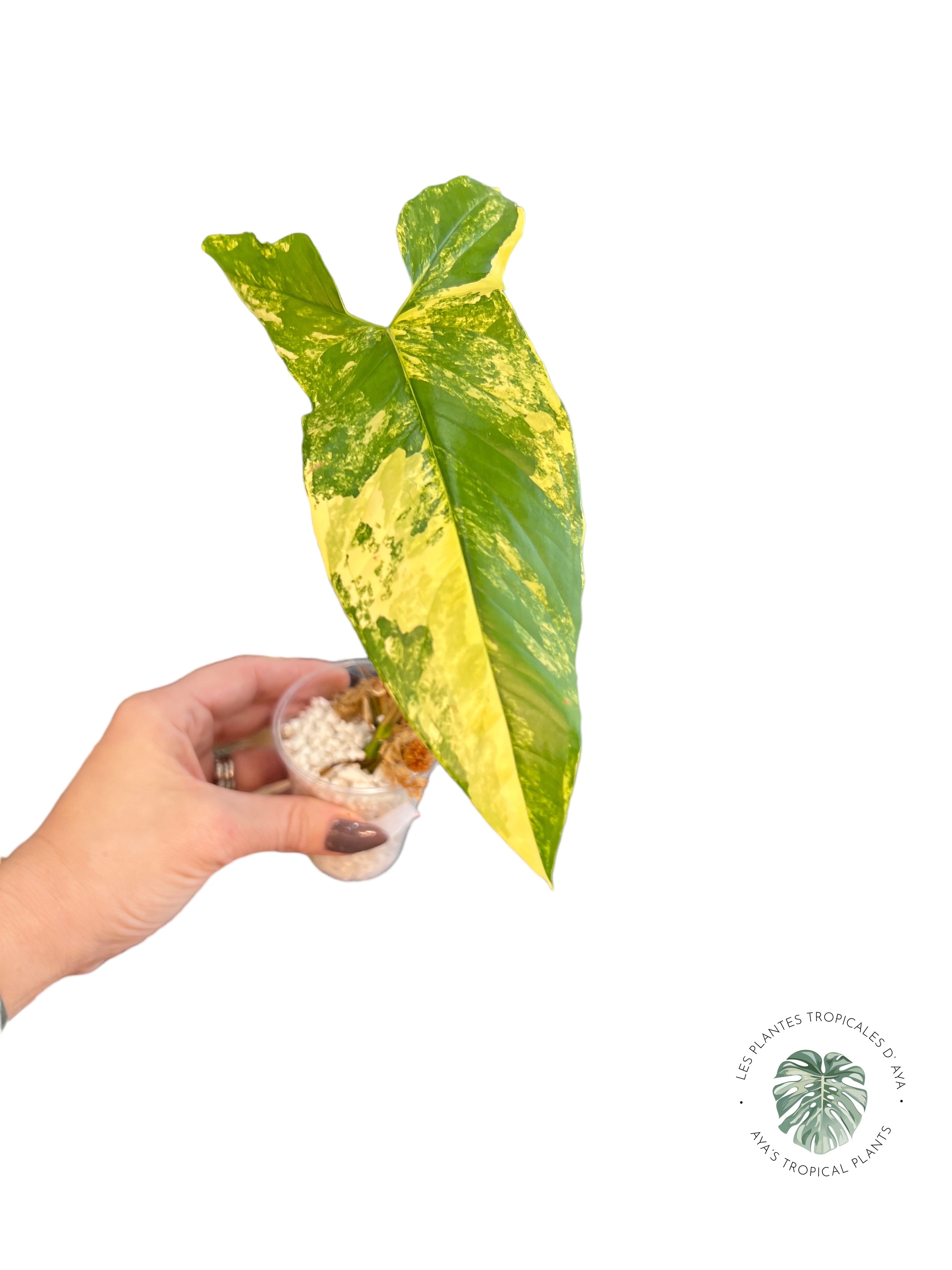 Syngonium Aurea