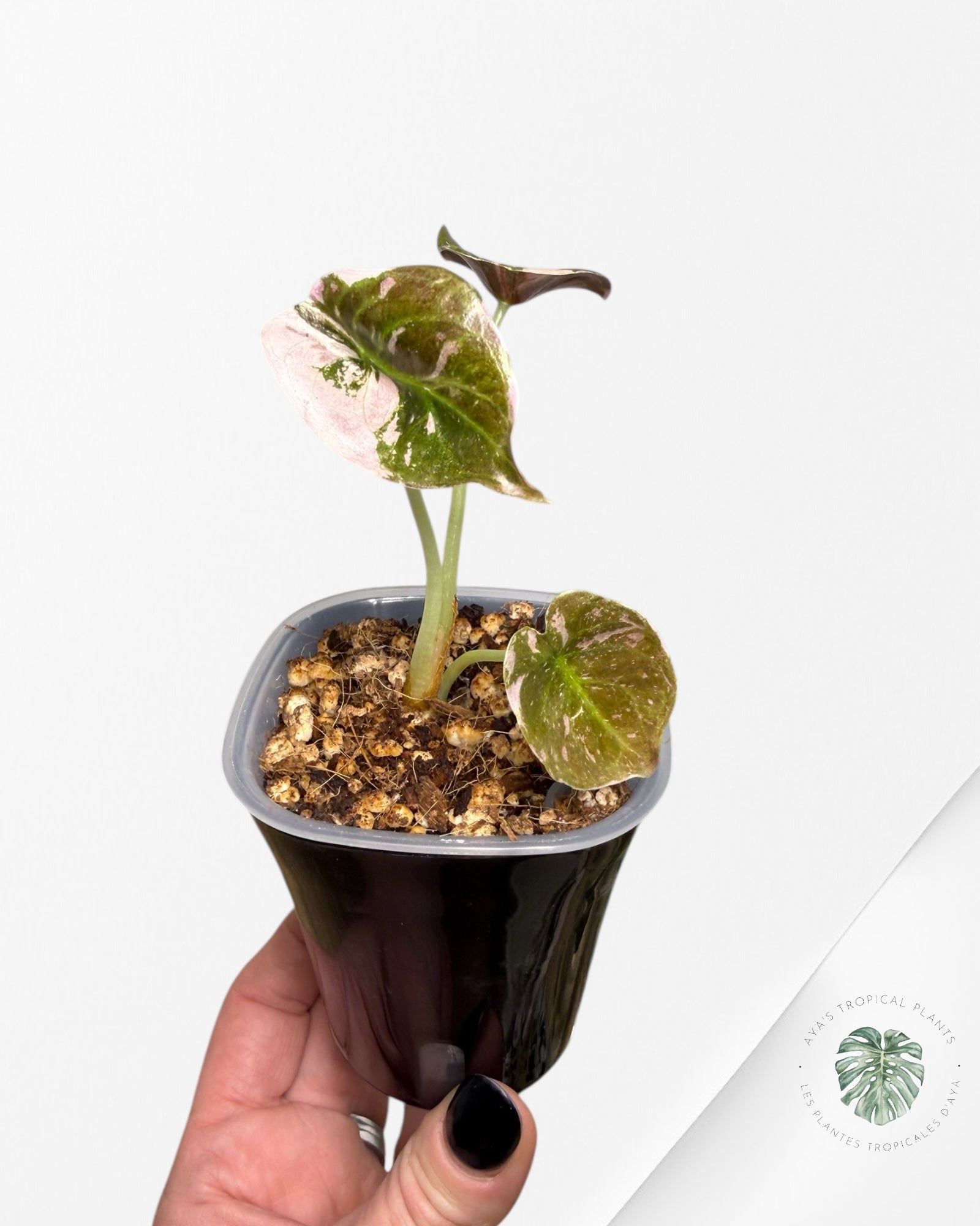 Alocasia Cuprea Albo rose panaché | Plante rare cultivée en culture tropicale | Plantes tropicales d'Aya