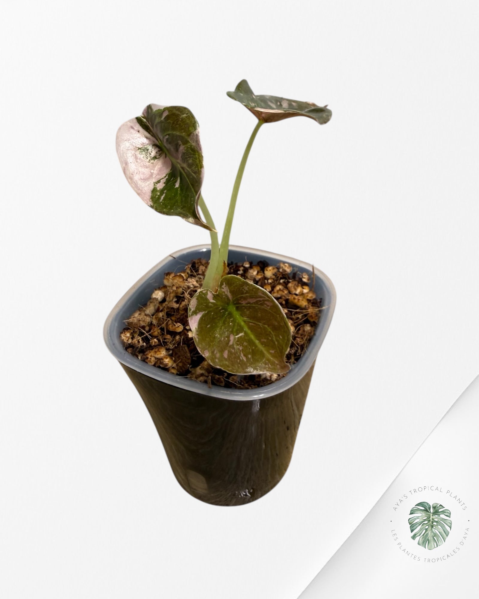 Alocasia Cuprea Albo Pink Variegated| Rare TC Plant | Aya's Tropical Plants